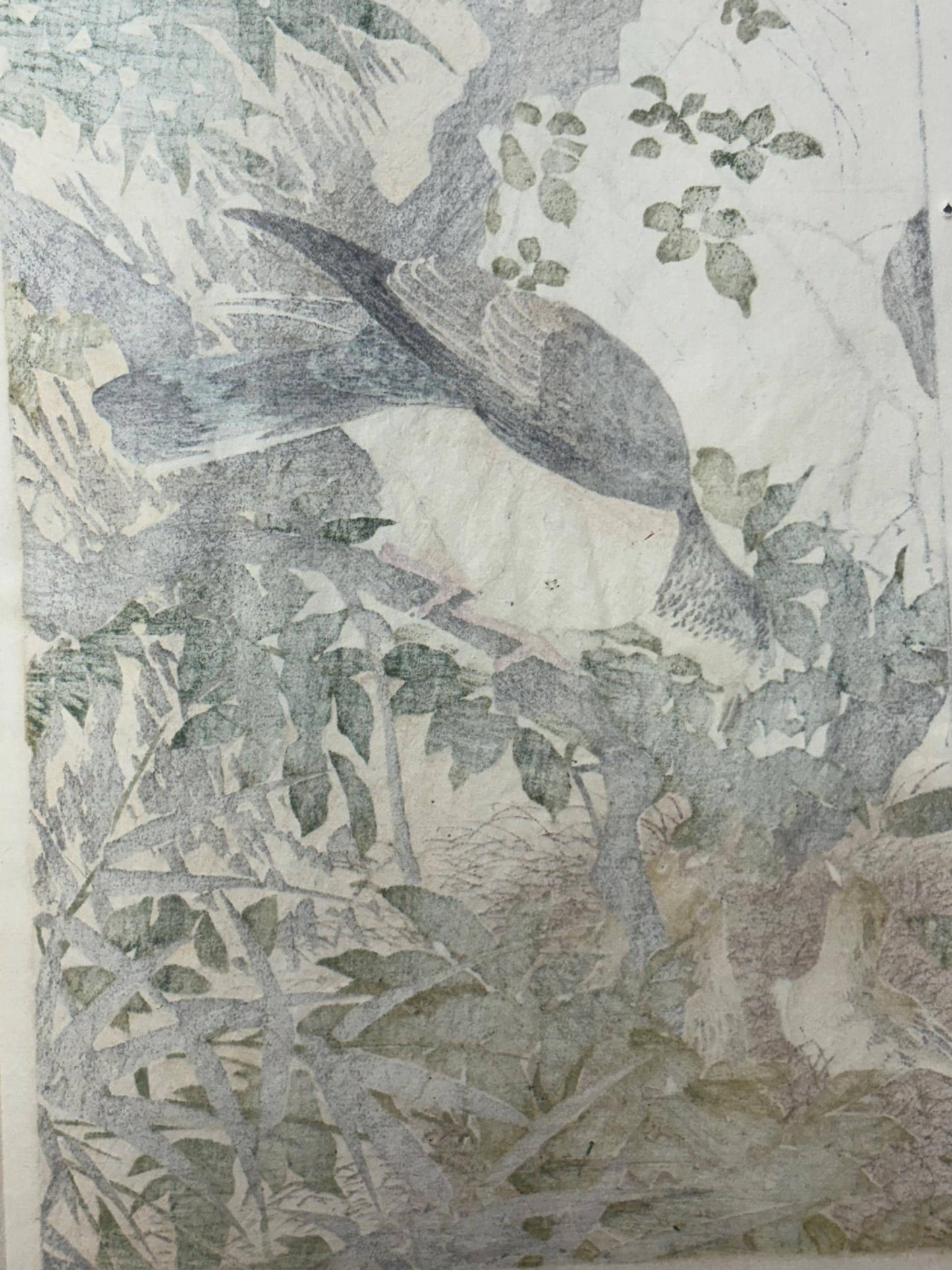 1892,Japanese Antique Original Woodcut Print, Imao Keinen, "Wisteria japonica, Eastern turtle dove"