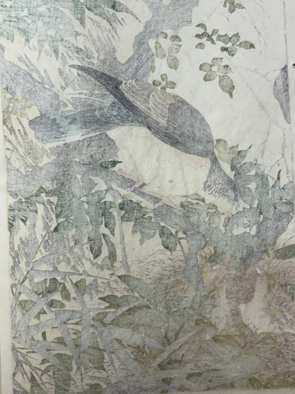1892,Japanese Antique Original Woodcut Print, Imao Keinen, "Wisteria japonica, Eastern turtle dove"