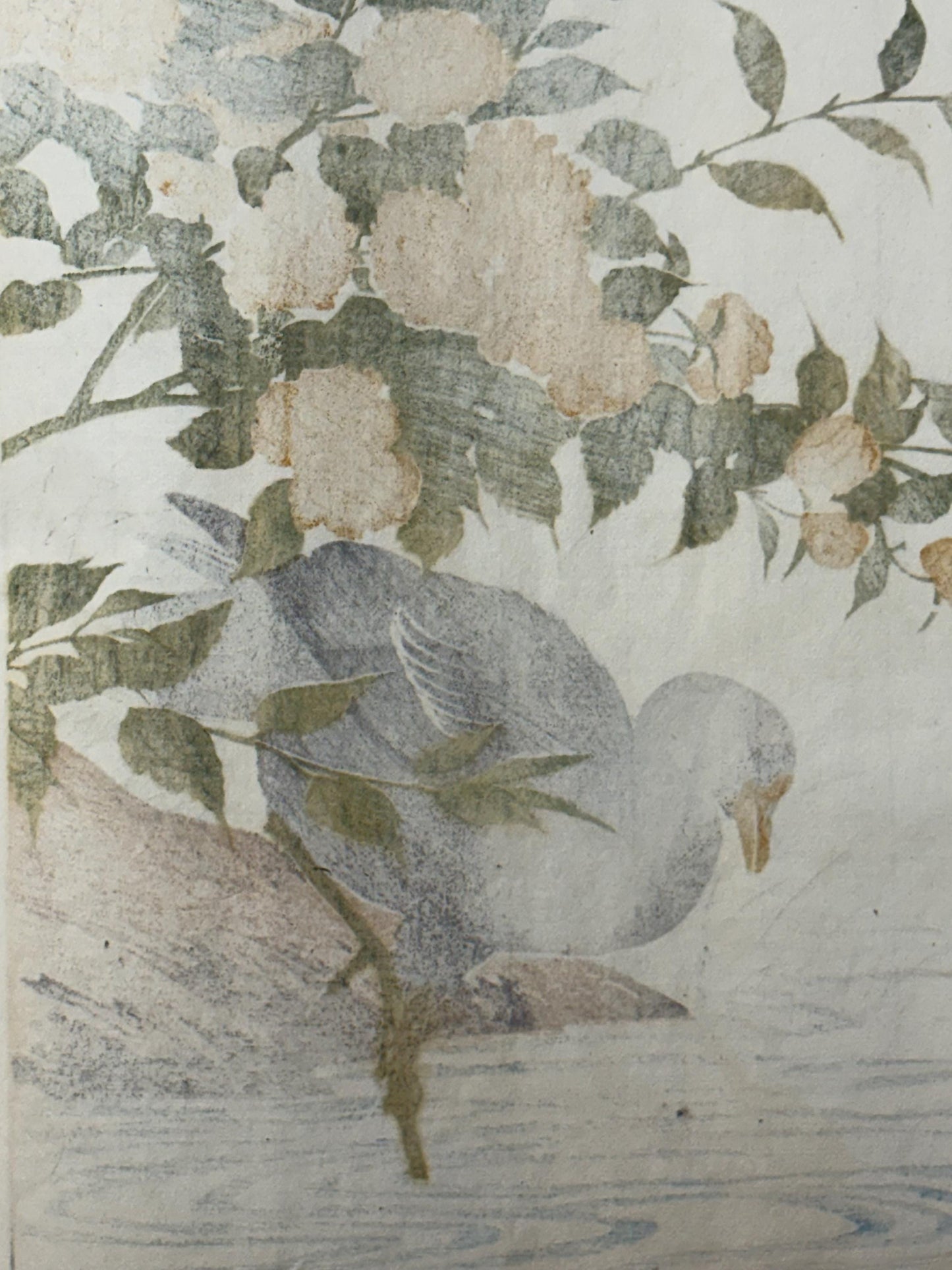 Japanese antique woodcut print, 1892, Imao Keinen, "Japanese kerria, Common moorhen"