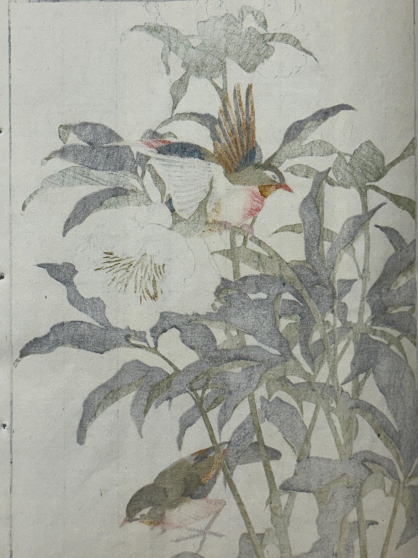 Japanese Antique Original Woodcut Print, 1892, Imao Keinen, "Chinese peony, Red-billed leiothrix"