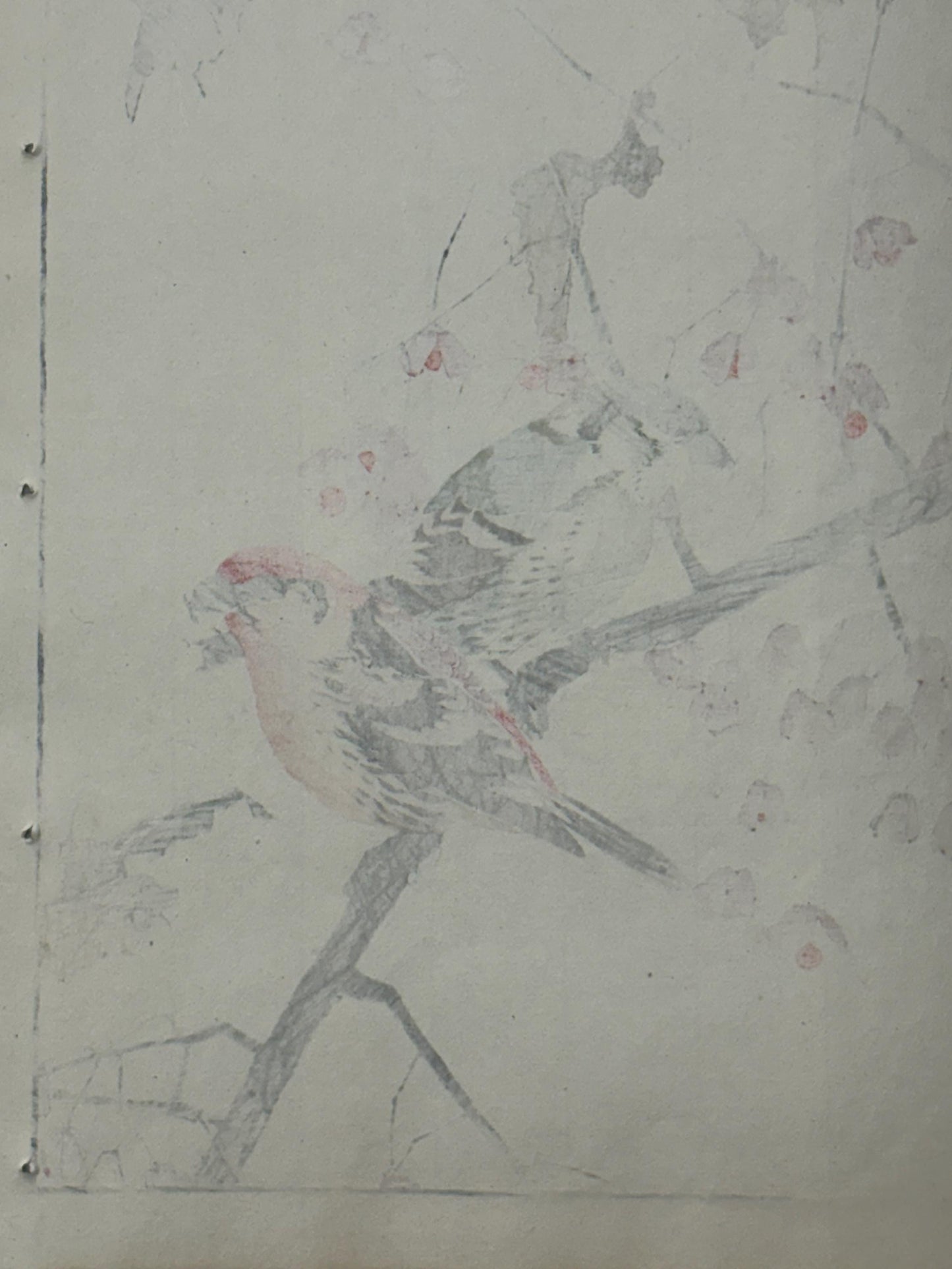 Japanese Antique Original Woodcut Print, Imao Keinen, "Euonymus hamiltonianus Wall., Common Crossbill"