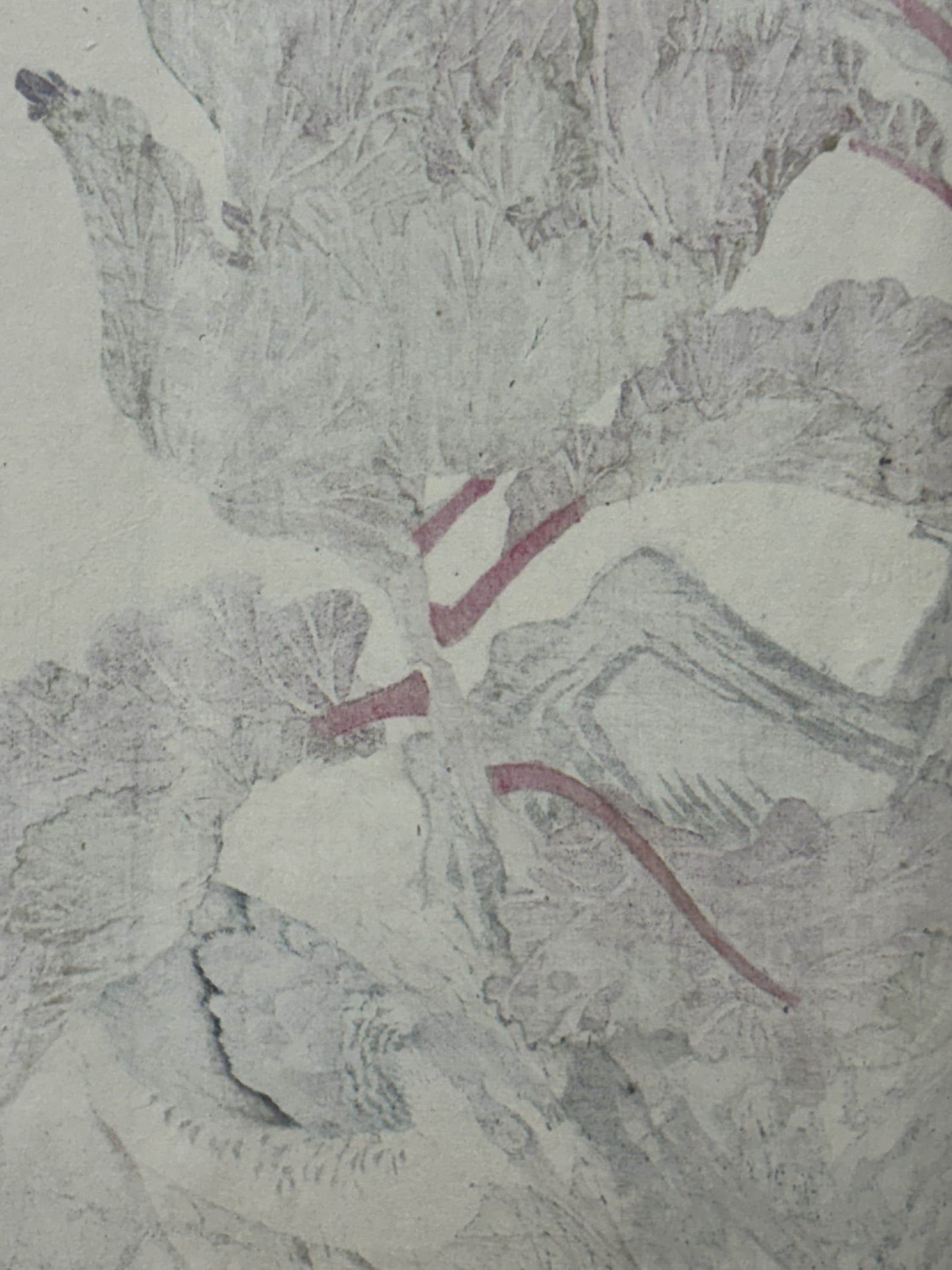 1892,Japanese Antique Original Woodcut Print, Imao Keinen, "Peony, Kawarabashiri"