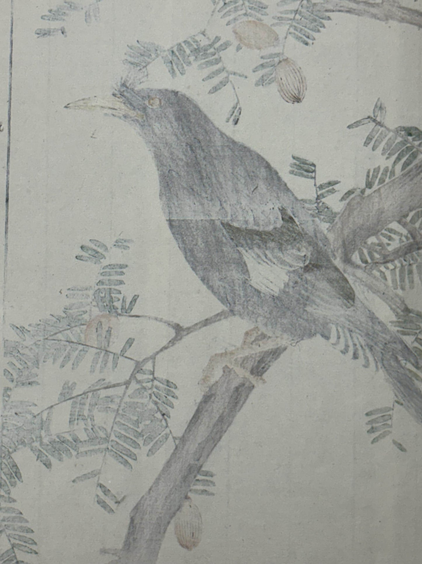 1892,Japanese Antique Original Woodcut Print, Imao Keinen, "Japanese nutmeg tree, Crested Myna"