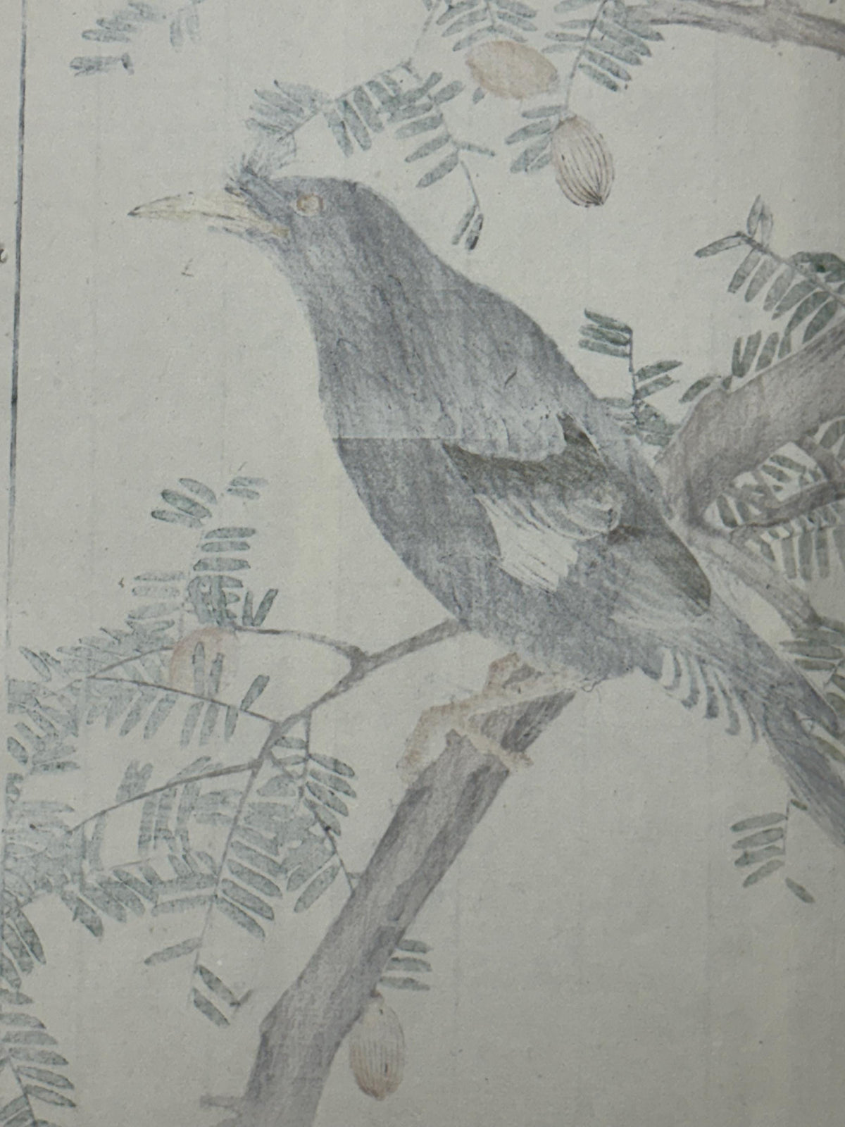 1892,Japanese Antique Original Woodcut Print, Imao Keinen, "Japanese nutmeg tree, Crested Myna"