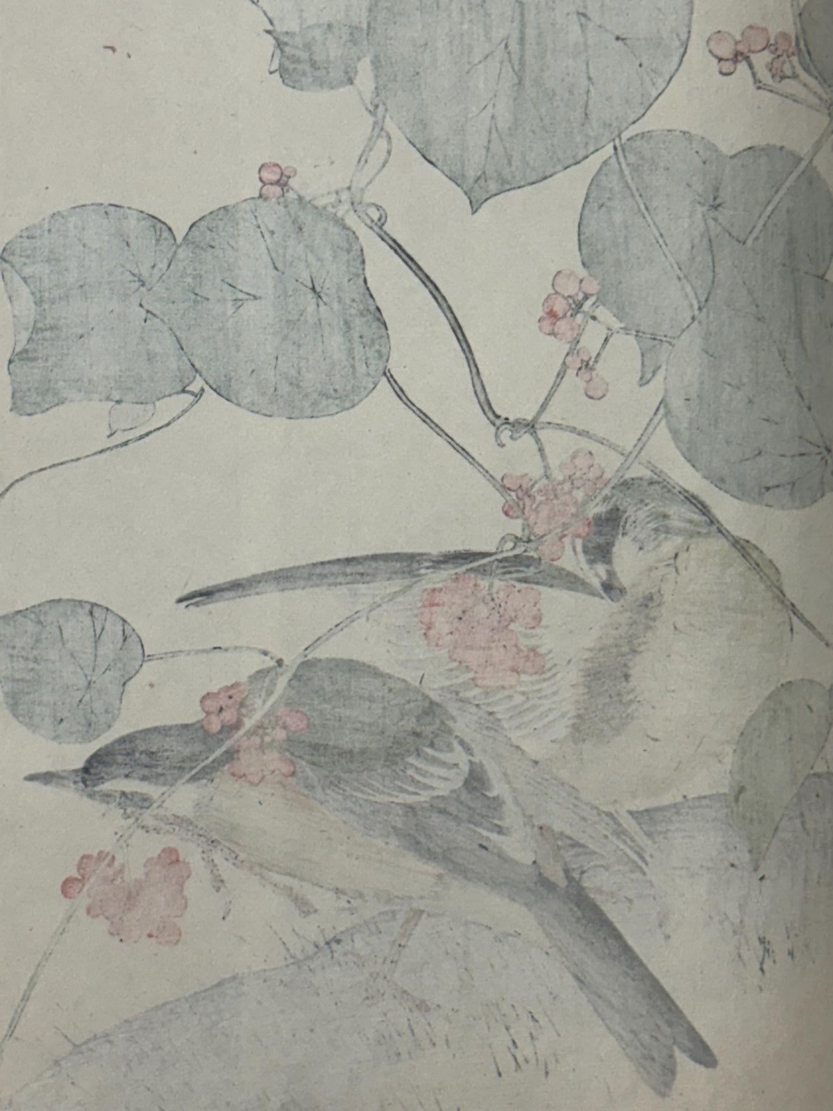 Japanese Antique Original Woodcut Print, 1892, Imao Keinen, "Stephania japonica, Brown-headed thrush"