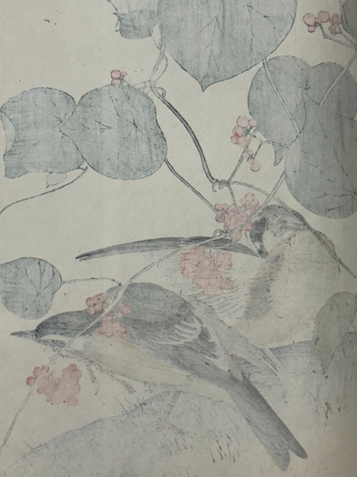 Japanese Antique Original Woodcut Print, 1892, Imao Keinen, "Stephania japonica, Brown-headed thrush"