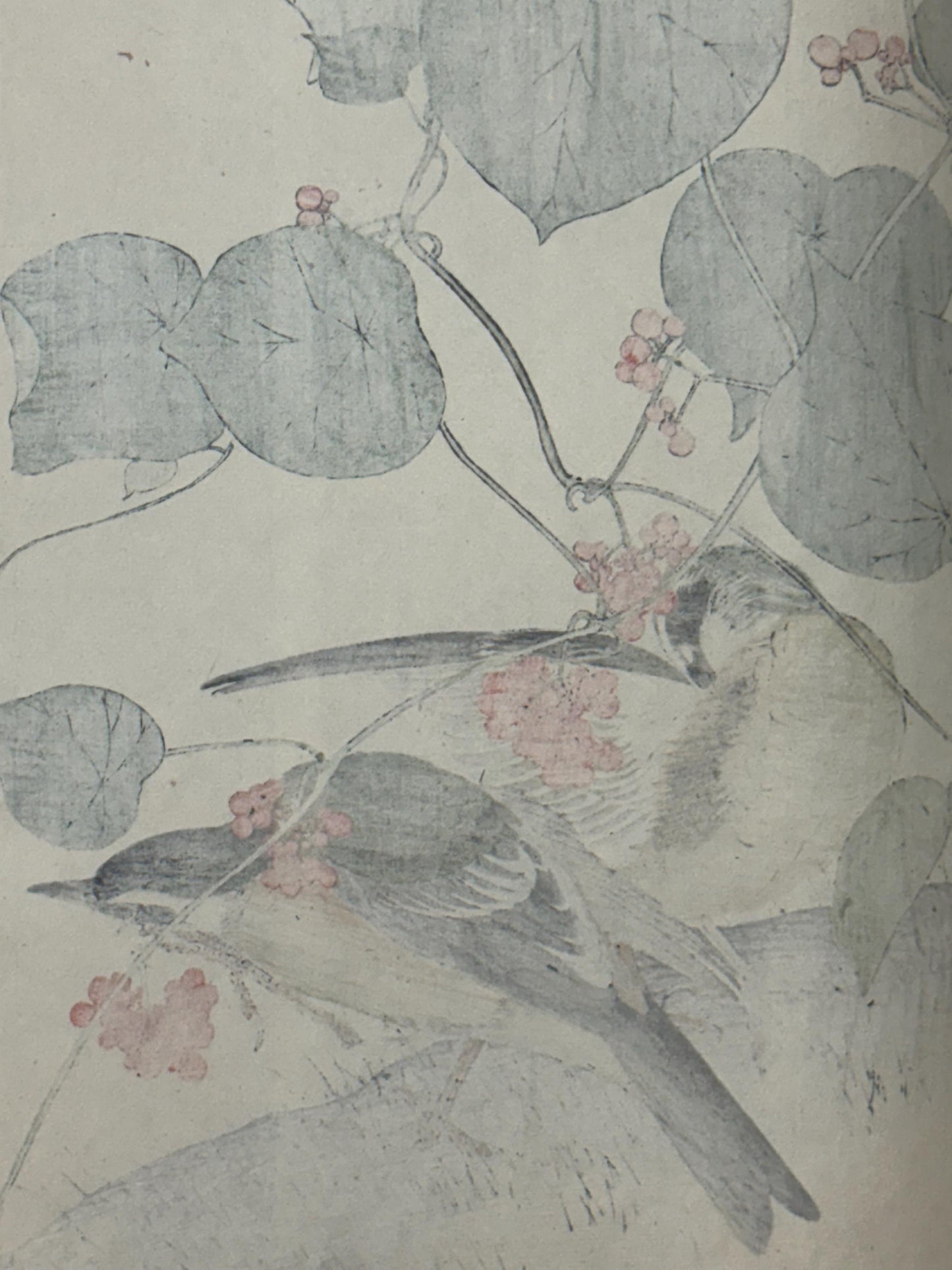 Japanese Antique Original Woodcut Print, 1892, Imao Keinen, "Stephania japonica, Brown-headed thrush"