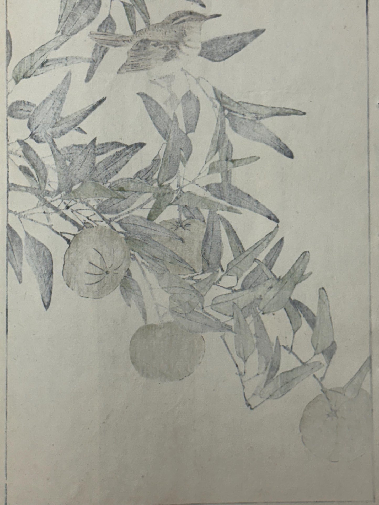 Japanese Antique Original Woodcut Print, 1892, Imao Keinen, "Kouji, Zitting cisticola"