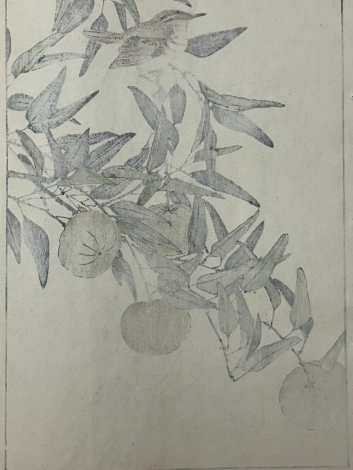 Japanese Antique Original Woodcut Print, 1892, Imao Keinen, "Kouji, Zitting cisticola"