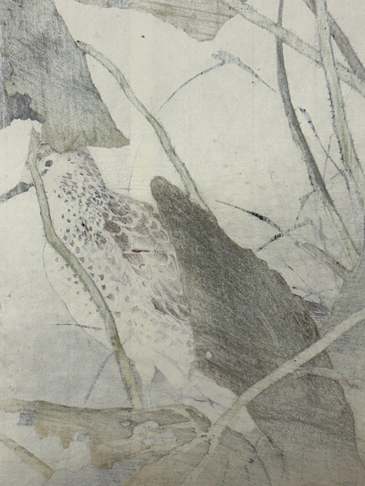 1892,Japanese Antique Original Woodcut Print, Imao Keinen, "Lotus, Sandpiper"