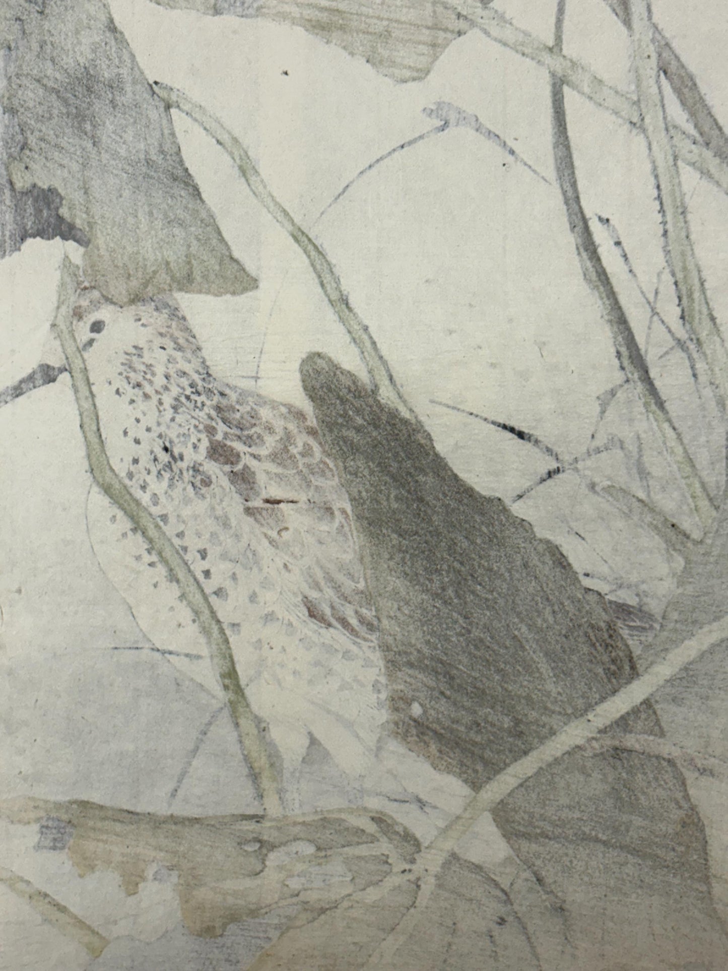 Japanese Antique Original Woodcut Print, Imao Keinen, "Lotus, Sandpiper"