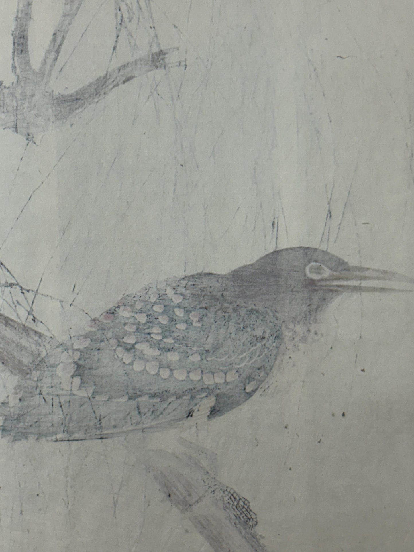 1892,Japanese Antique Original Woodcut Print, Imao Keinen, "Withy, Black-crowned night heron Night heron"