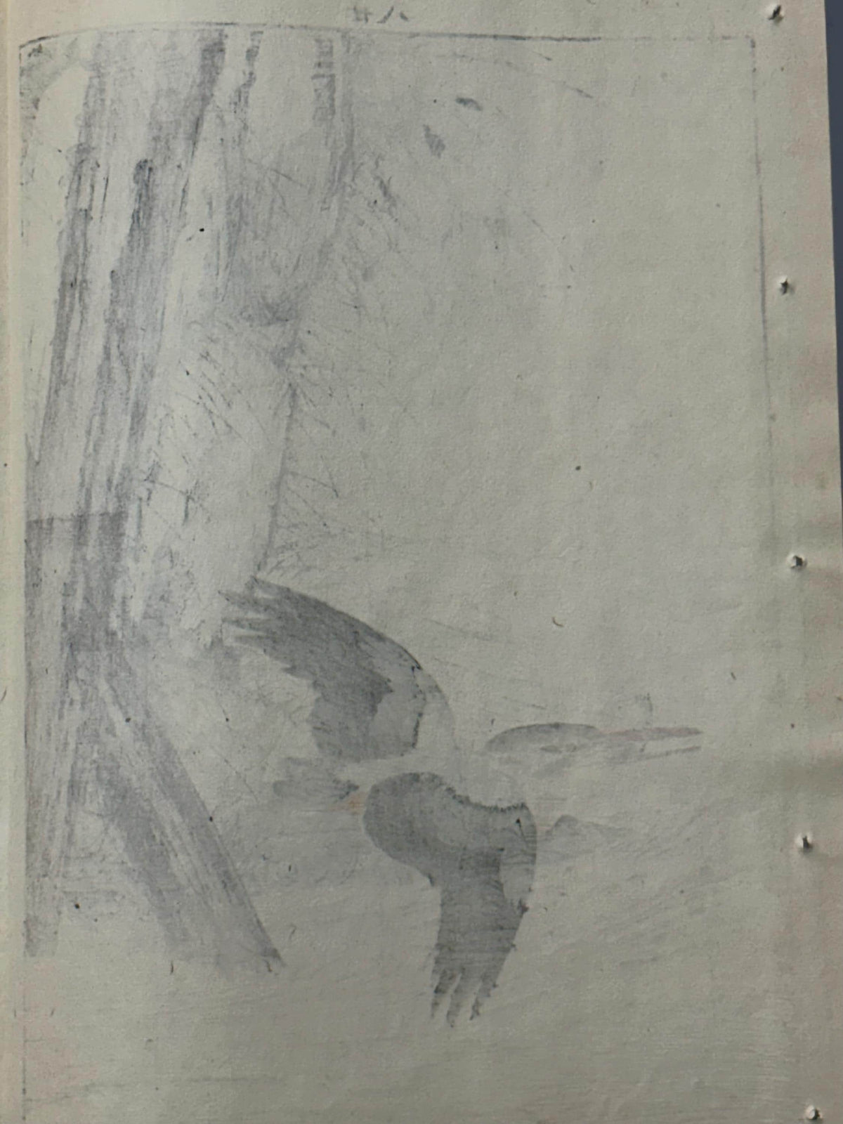 Japanese Antique Original Woodcut Print, 1892, Imao Keinen, "Aster yomena, Common Kingfisher"