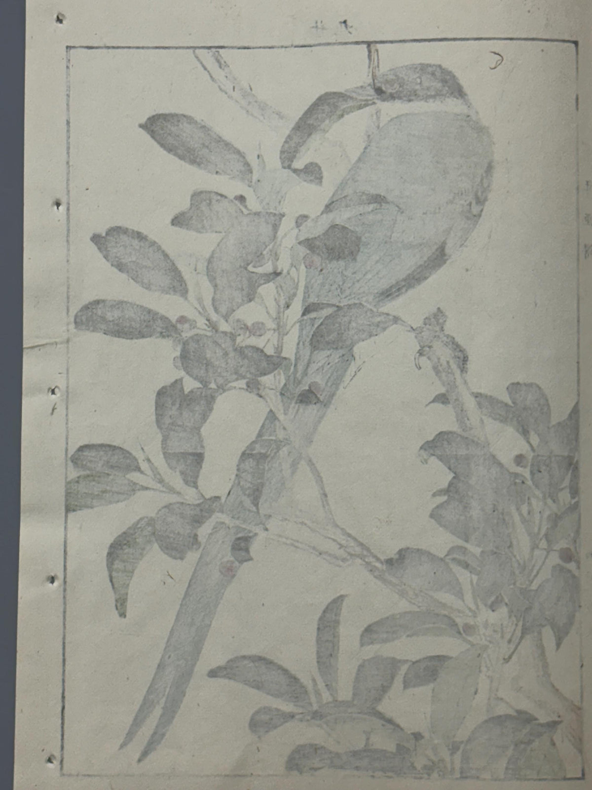 Japanese Antique Original Woodcut Print, 1892, Imao Keinen, "Sakaki, Azure-winged magpie"