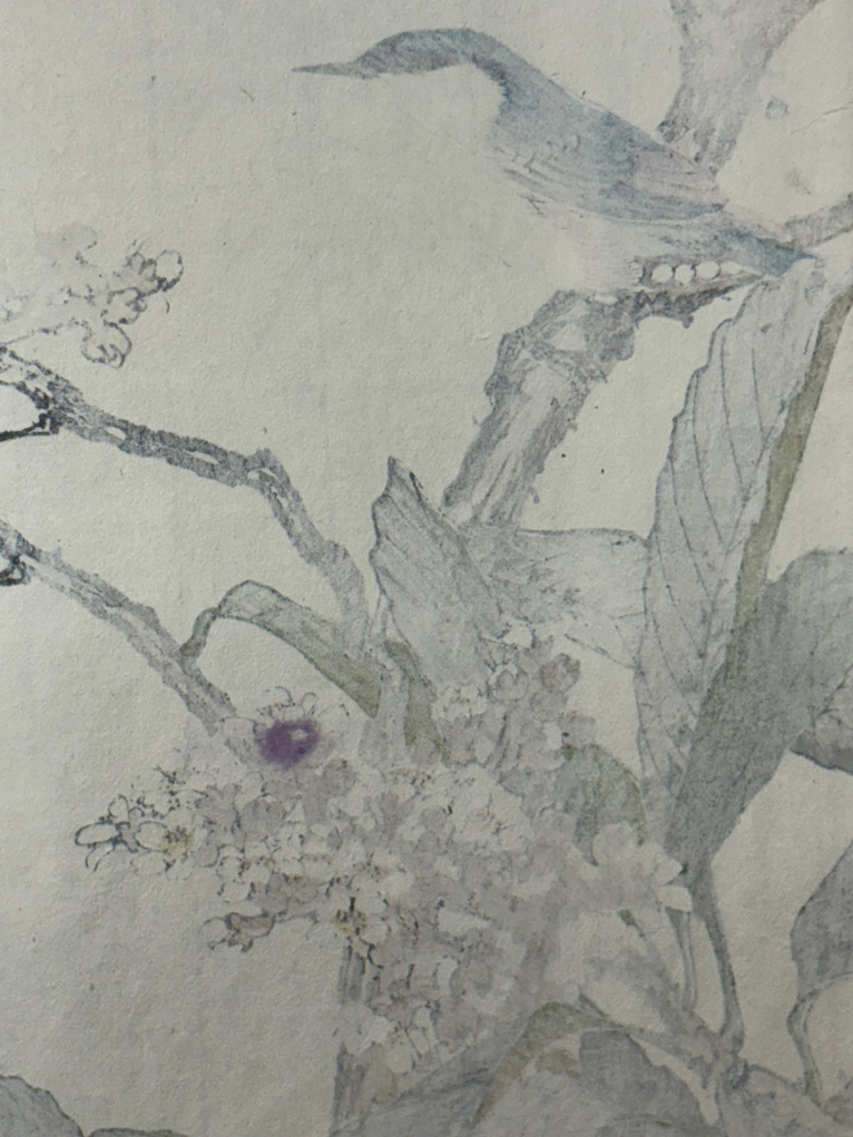 Japanese Antique Original Woodcut Print, 1892, Imao Keinen, "Loquat flower, Parus"