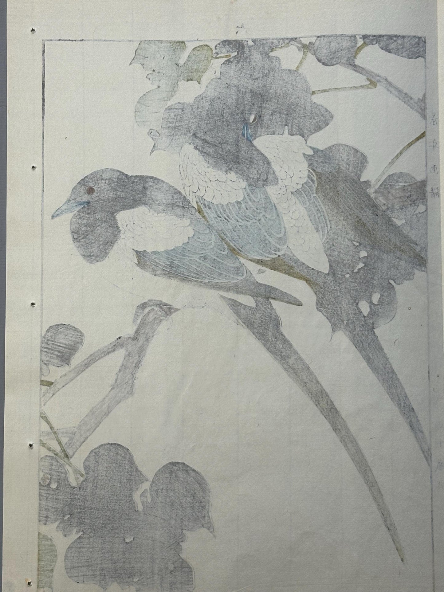 1892, Imao Keinen, "Broussonetia papyrifera, Eurasian magpie"