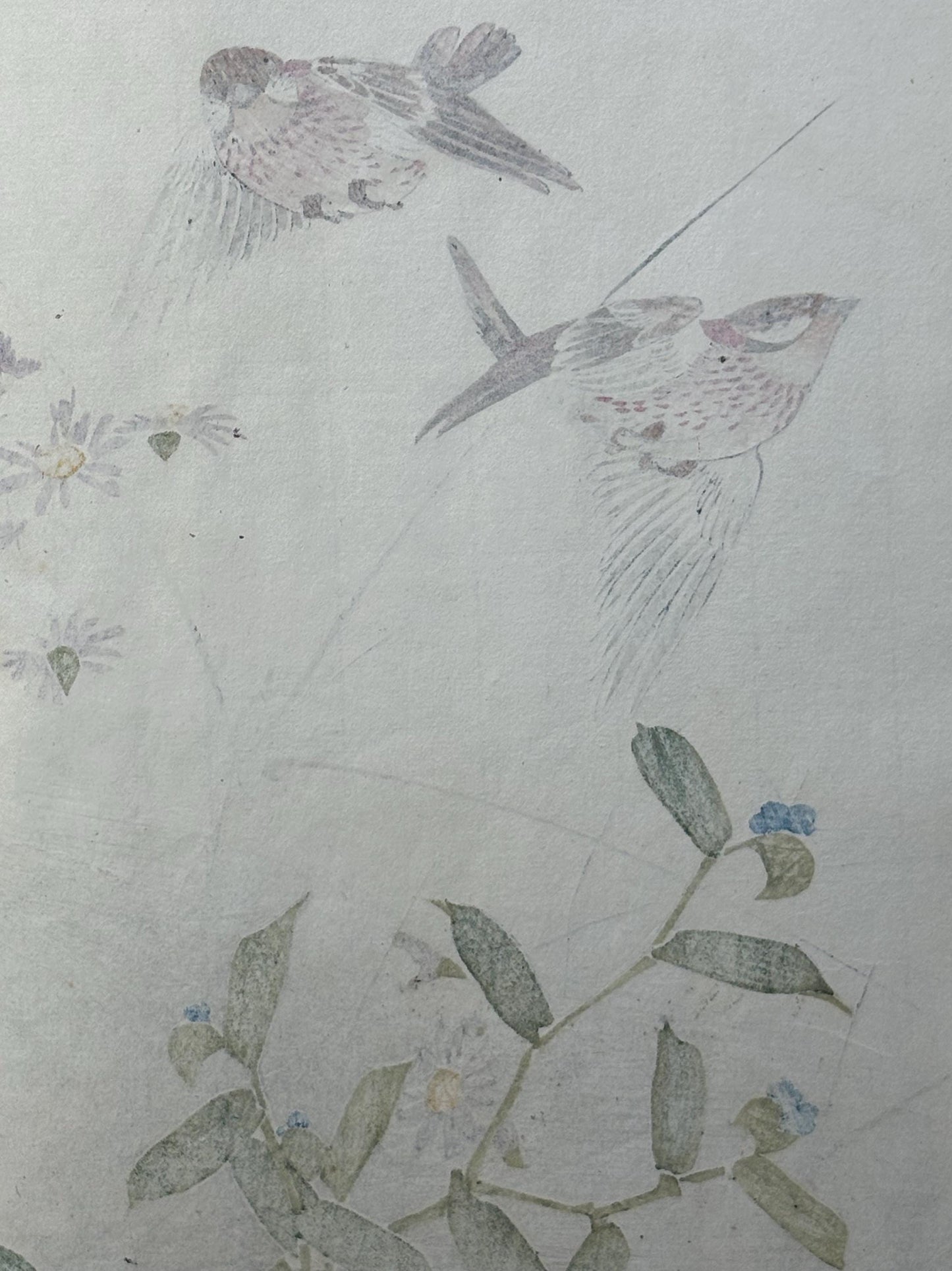 Japanese antique woodcut print, 1892, Imao Keinen, "Wild chrysanthemum, Commelina communis var. hortensis, Rustic bunting"