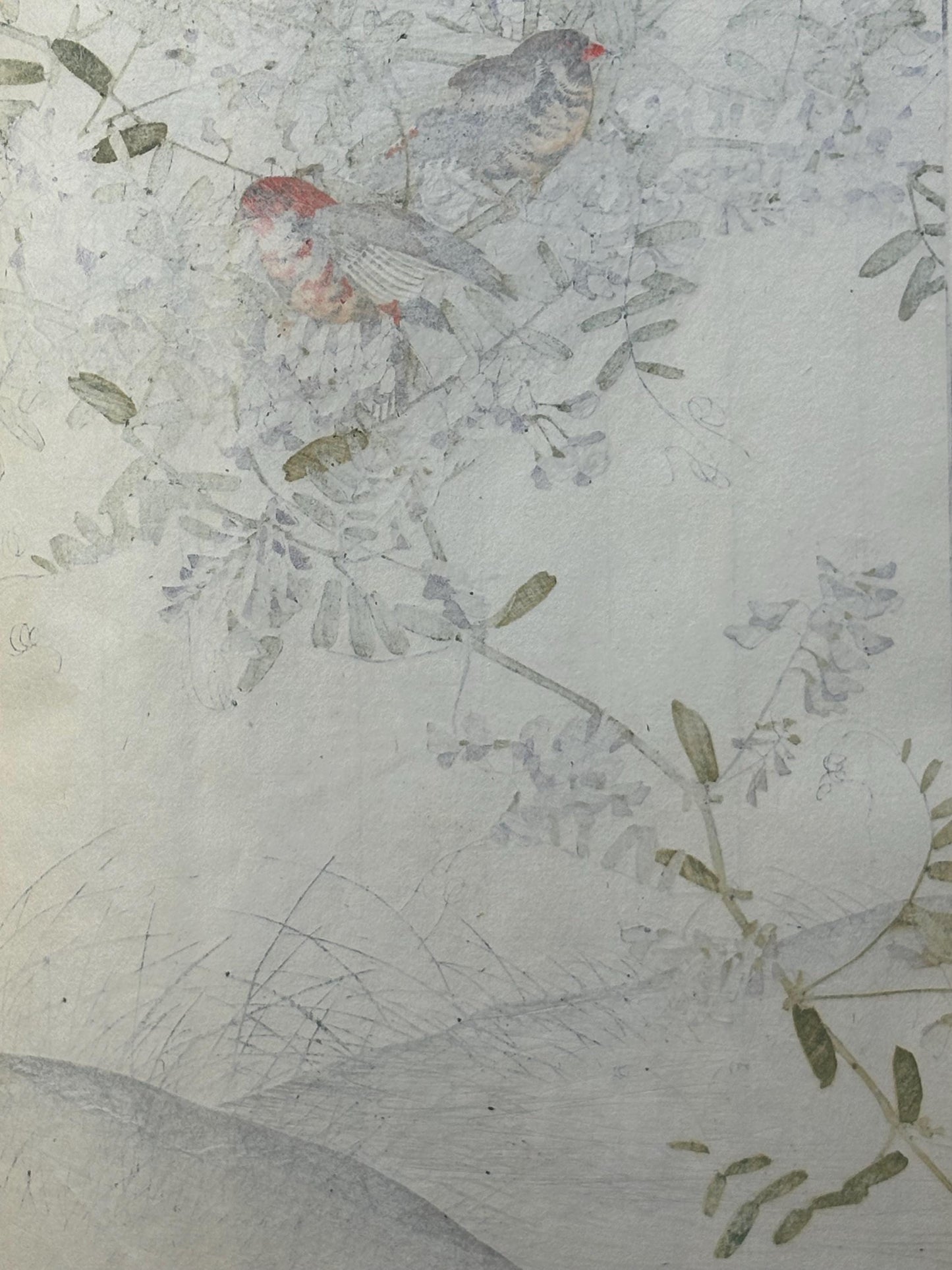 Japanese Antique Original Woodcut Print, 1892, Imao Keinen, " Tufted vetch, Red avadavat"