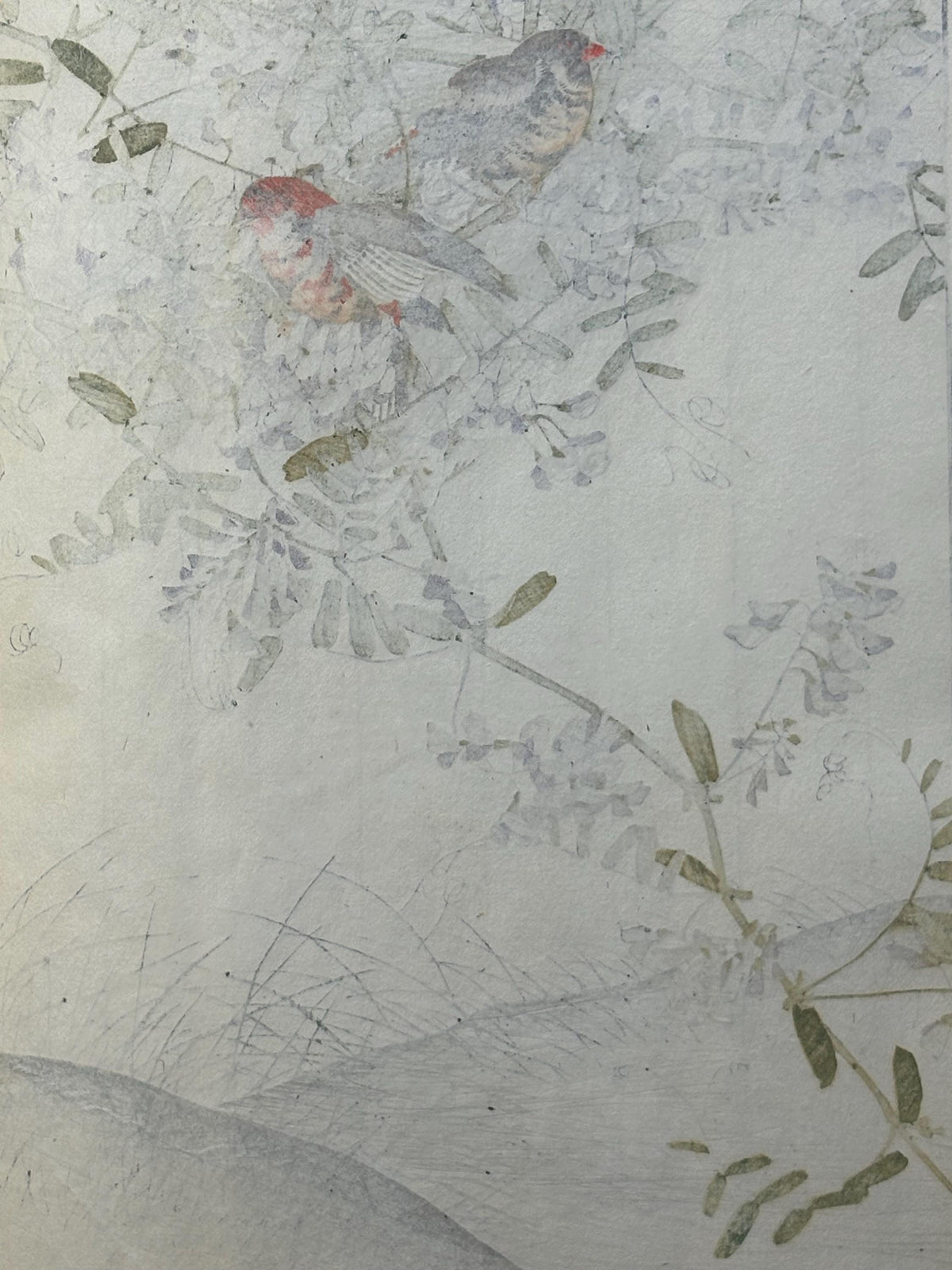 Japanese Antique Original Woodcut Print, 1892, Imao Keinen, " Tufted vetch, Red avadavat"