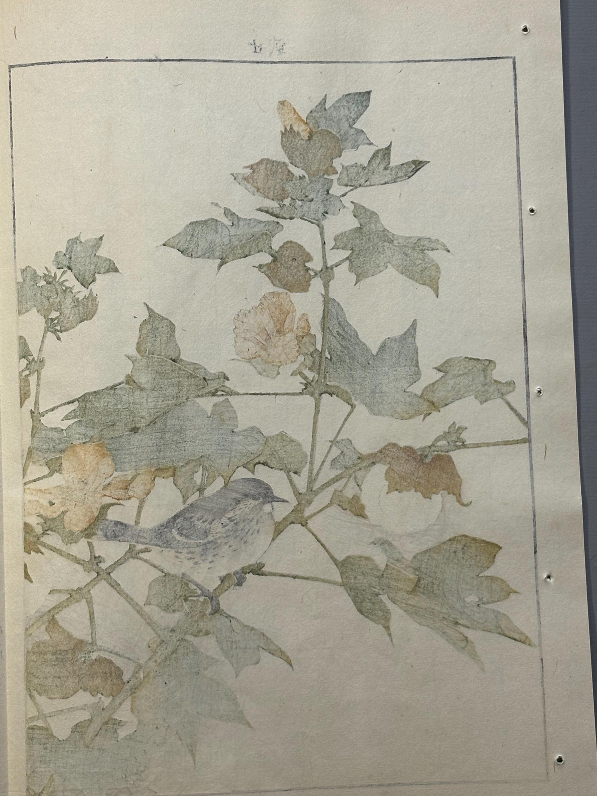 Japanese Antique Original Woodcut Print, 1892, Imao Keinen, "Cotton flower, Japanese accentor"