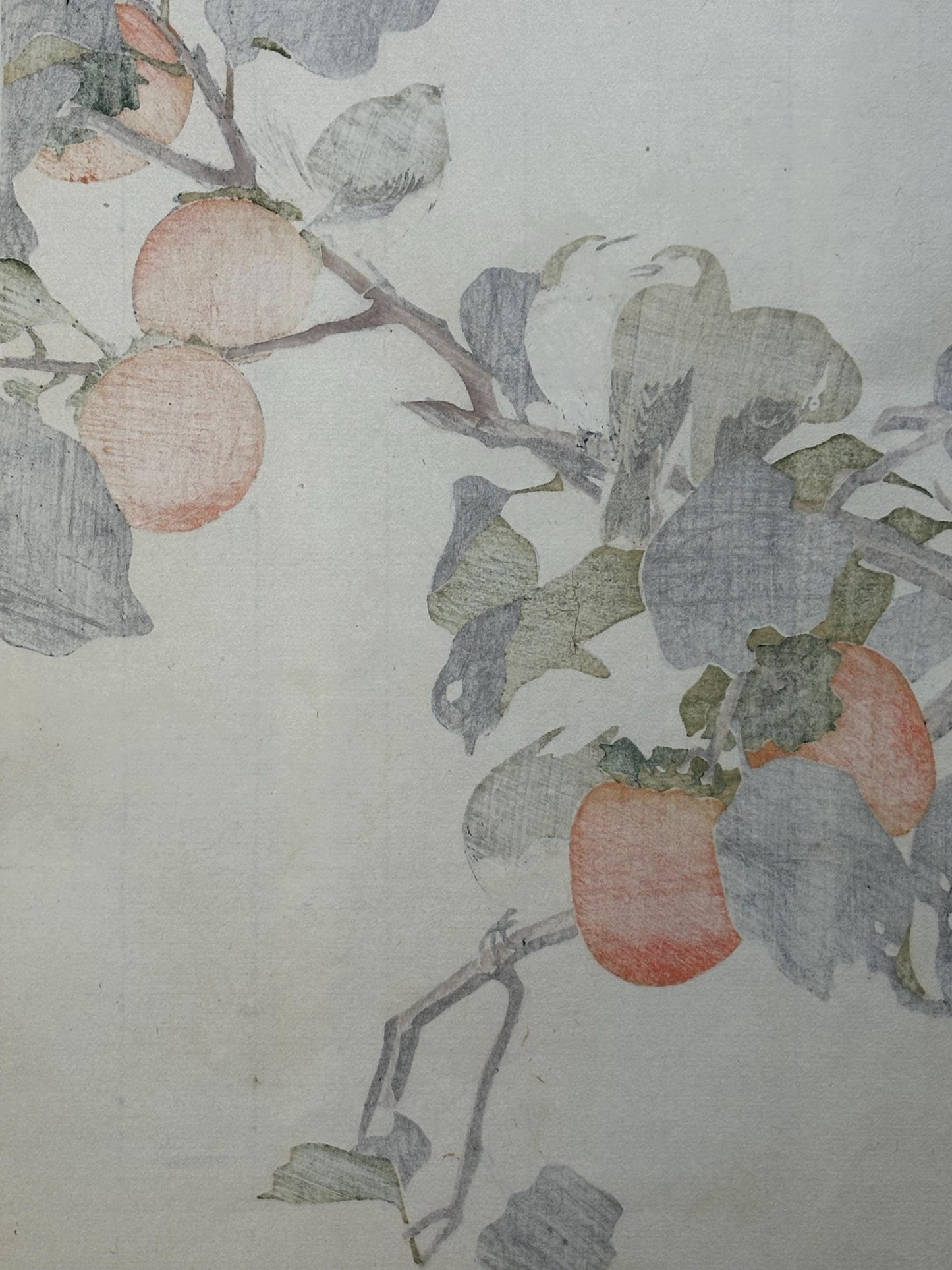 Japanese antique woodcut print, 1892, Imao Keinen, "Persimmon, White-eyes"