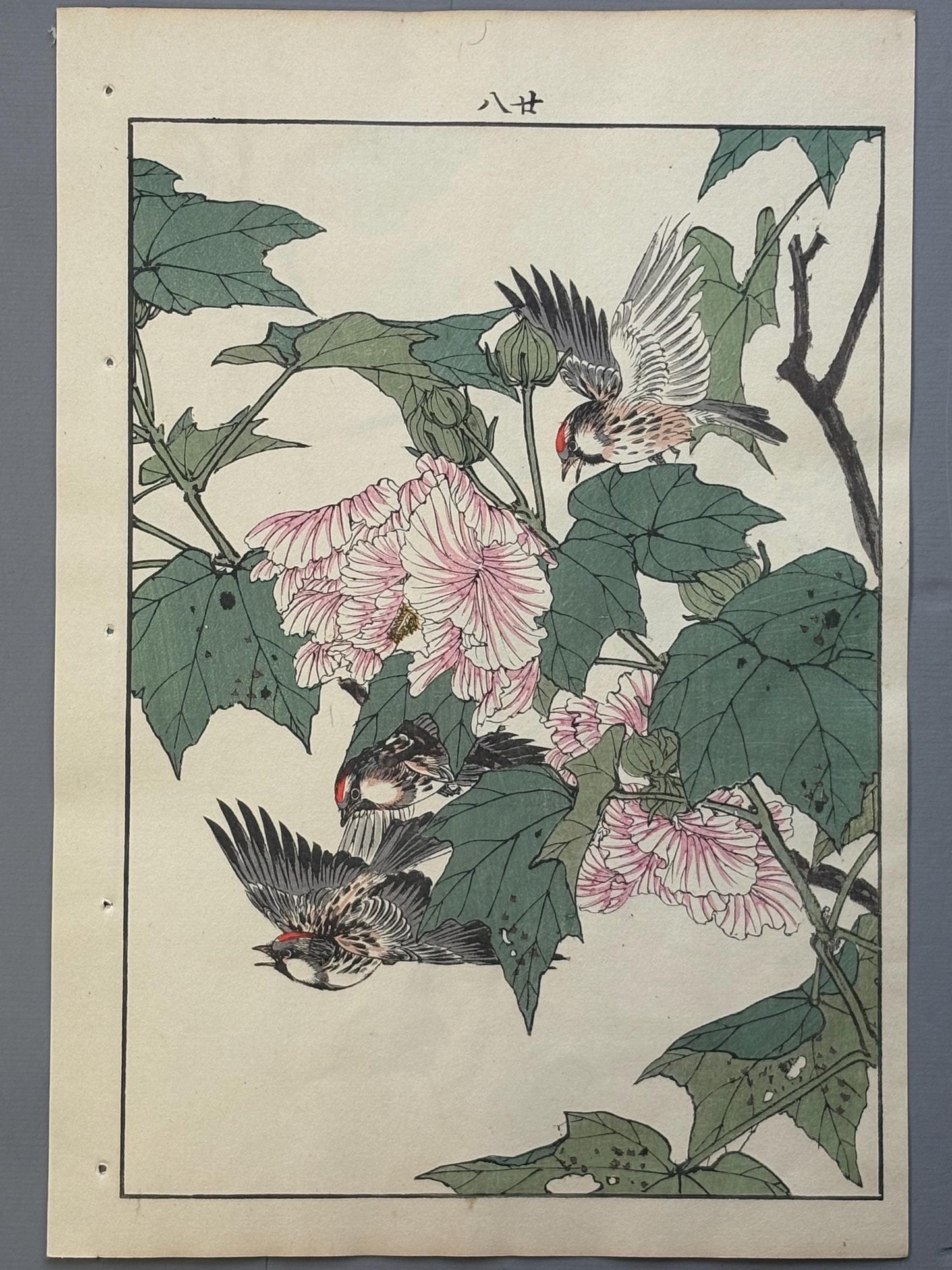 1892,Japanese Antique Original Woodcut Print, Imao Keinen, "Confederate rose, Walber"