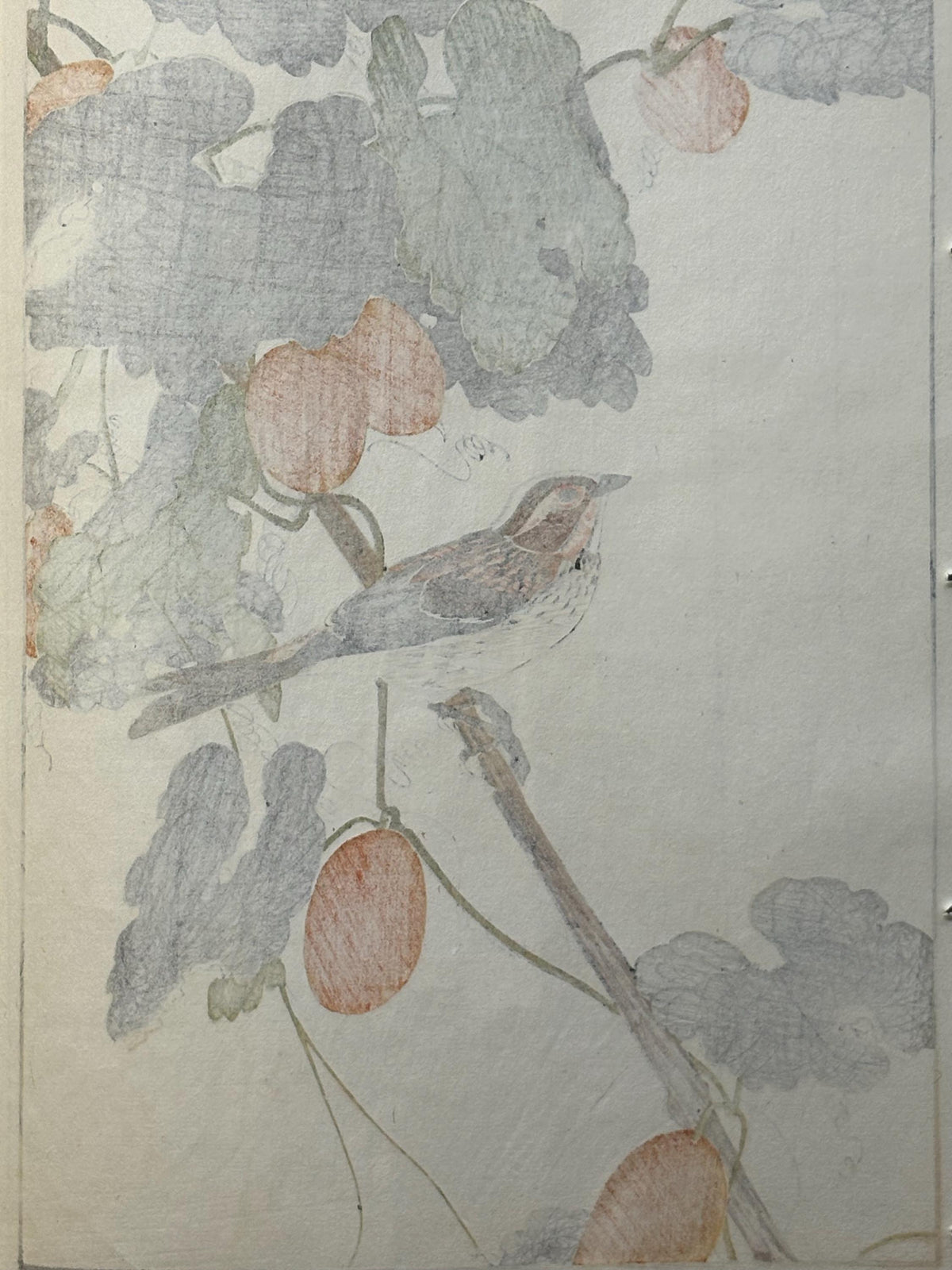 Japanese Antique Original Woodcut Print, 1892, Imao Keinen, "Japanese snake gourd, Yellow-throated bunting"
