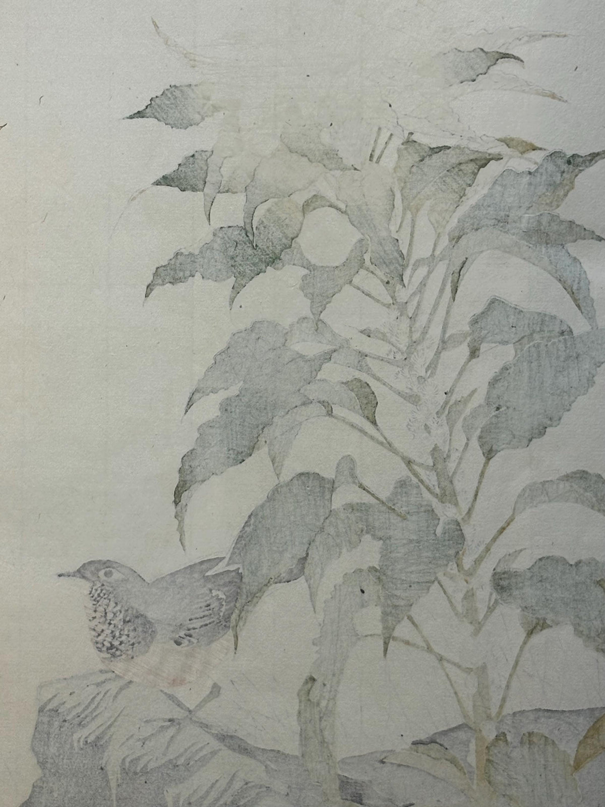 1892,Japanese Antique Original Woodcut Print, Imao Keinen, "Joseph's coat, Japanese robin"