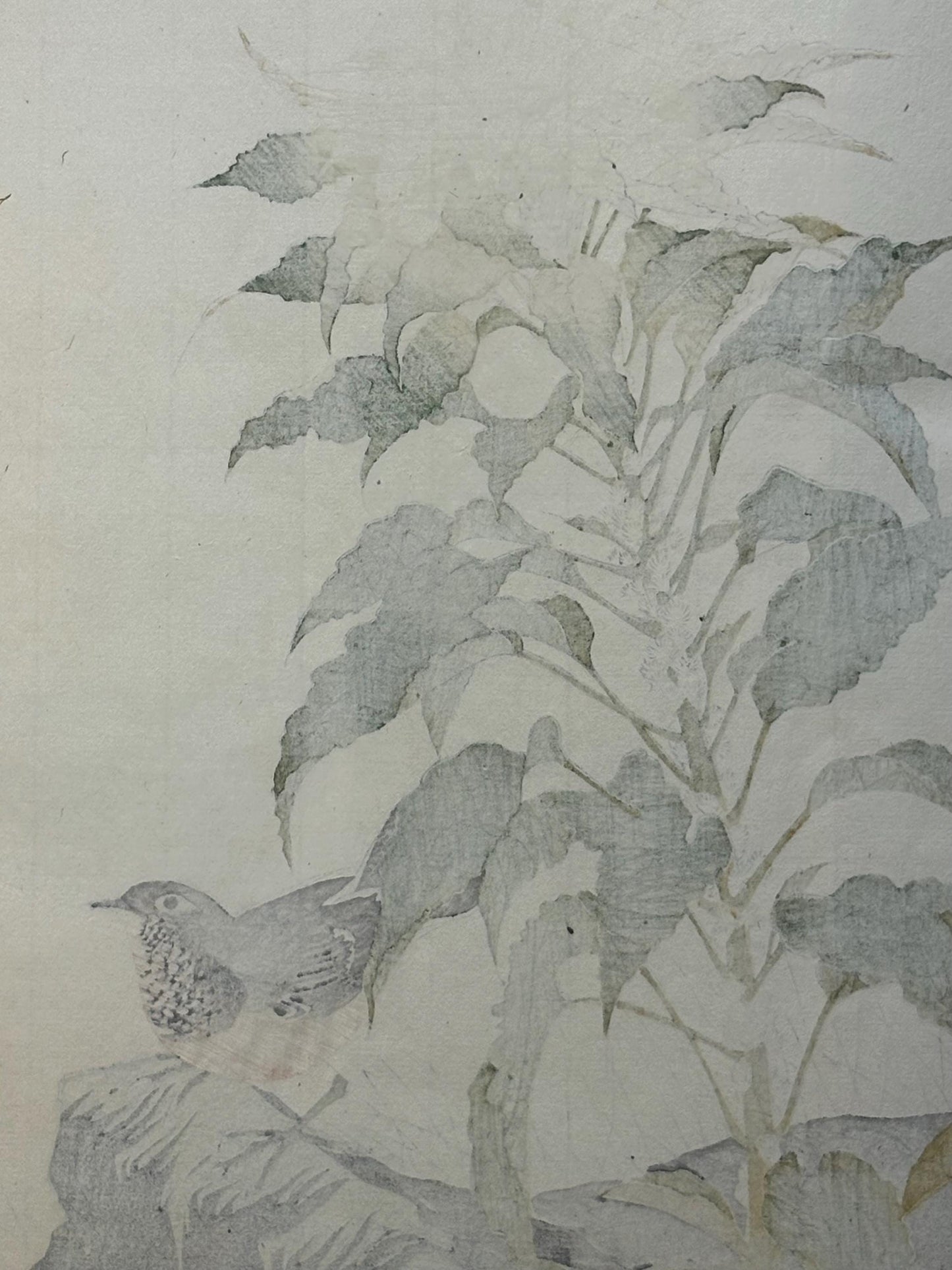 Japanese Antique Original Woodcut Print, Imao Keinen, "Joseph's coat, Japanese robin"