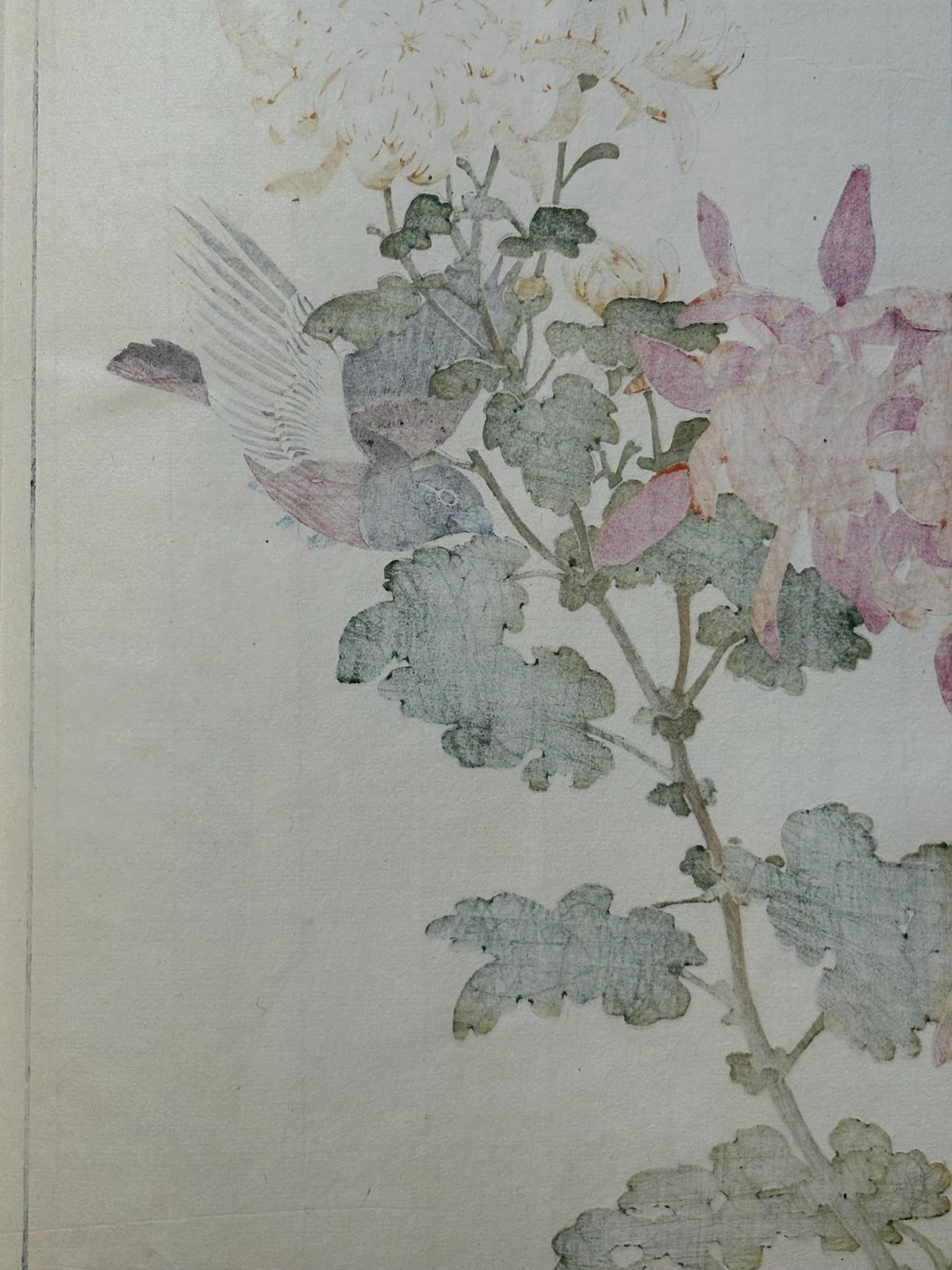 Japanese antique woodcut print, 1892, Imao Keinen, "Chrysanthemum, Jinkōchō"