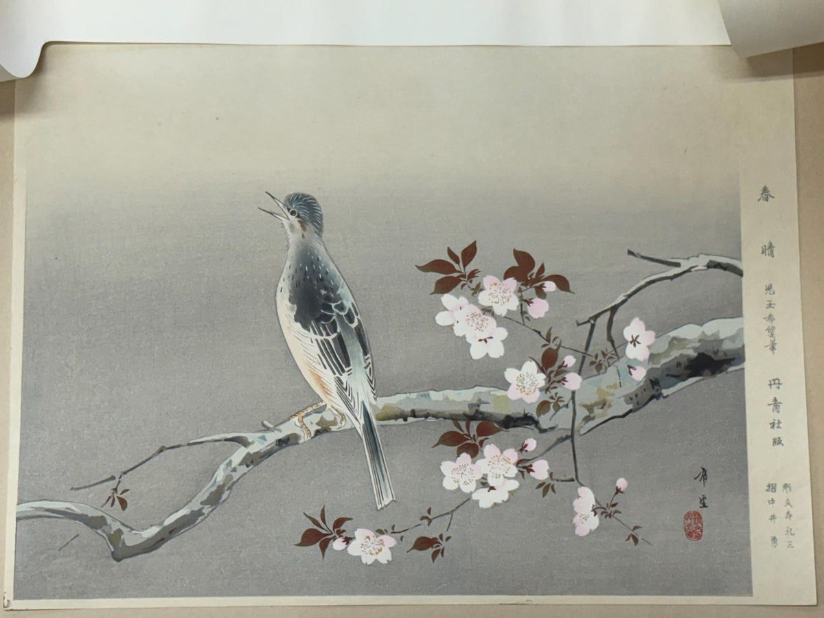 Japanese art, woodblock print, Kodama Kibo, "Bulbul on Cherry branch", Large size.