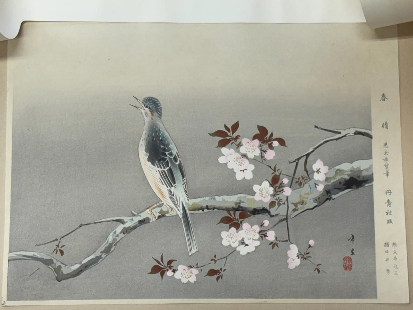 Japanese art, woodblock print, Kodama Kibo, "Bulbul on Cherry branch", Large size.