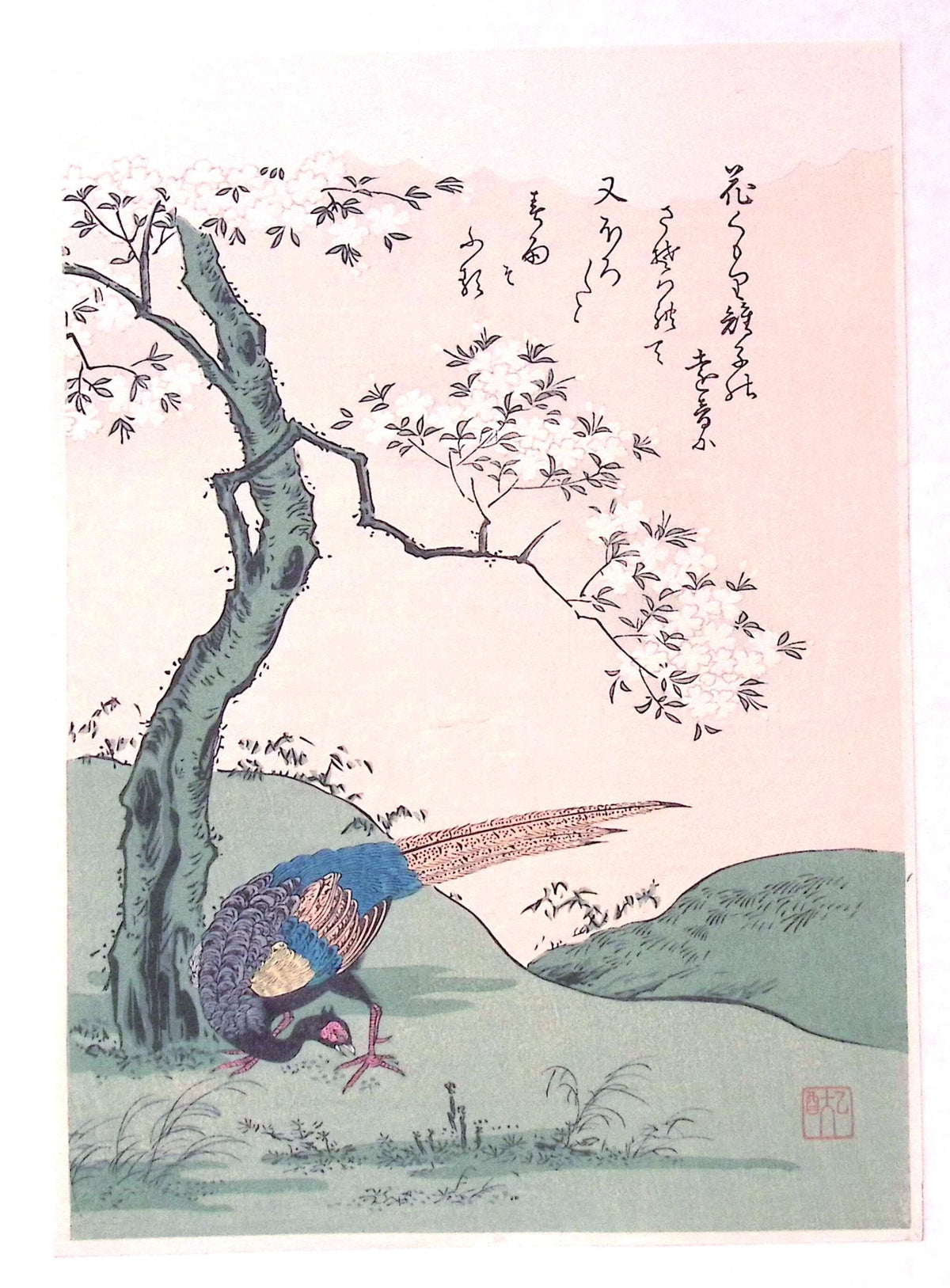 Japanese Ukiyoe, woodcut print, Komatsuya Hyakki, "Cherry Blossoms and Pheasant"