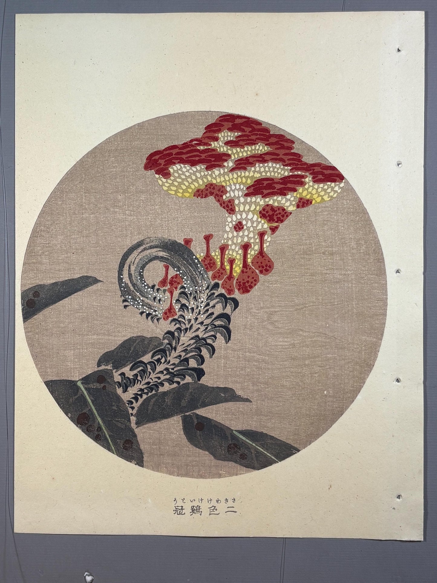 1908, Japanese antique woodblock print, Ito Jakuchu, "plumed cockscomb, from Jakuchu gafu"