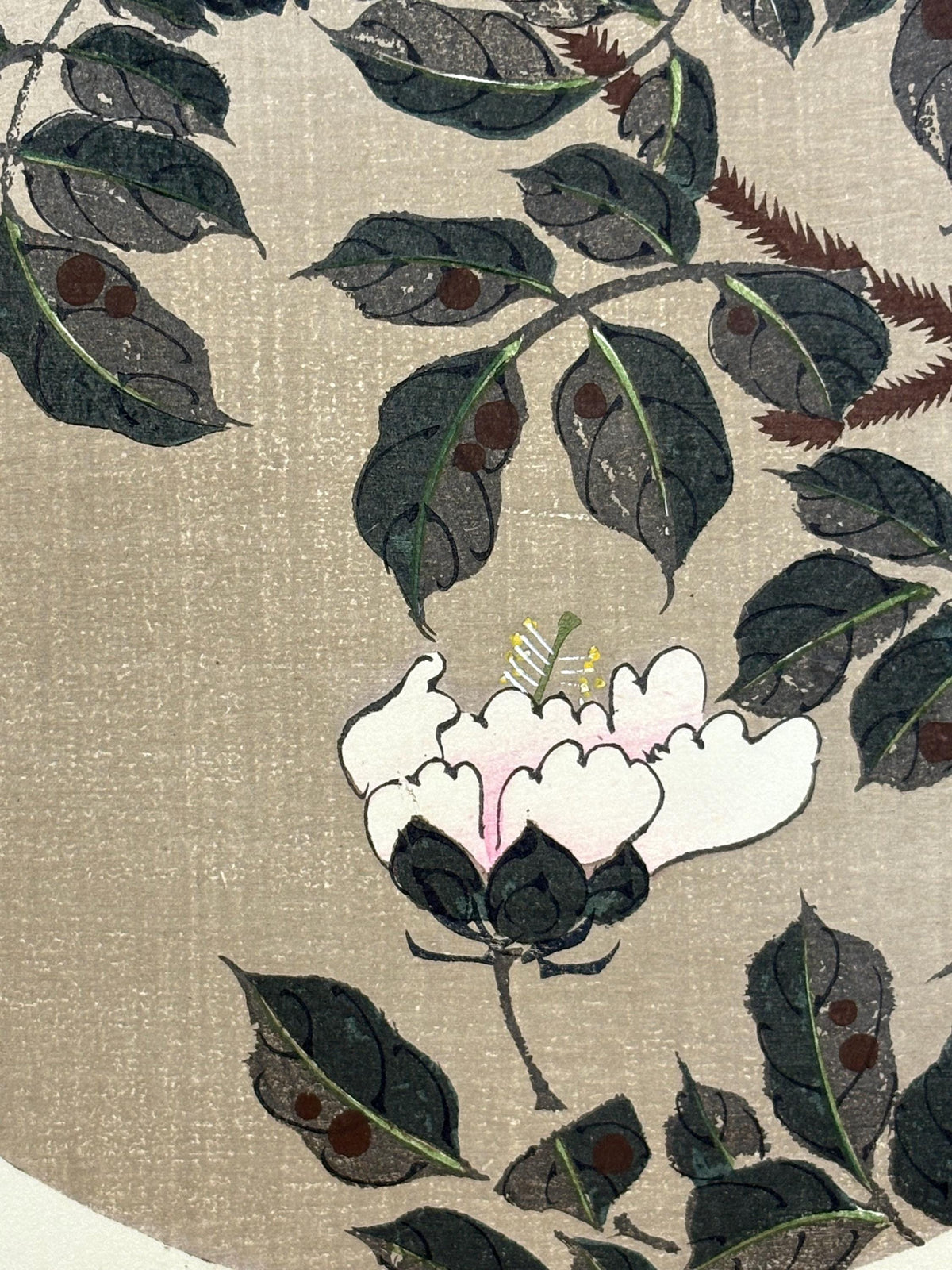 1908, Japanese antique woodblock print, Ito Jakuchu, "Japanese Pagoda Tree, from Jakuchu gafu"