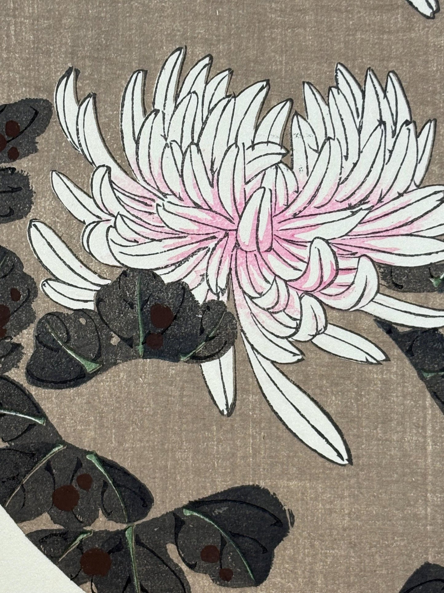 1908, Japanese antique woodblock print, Ito Jakuchu, "white chrysanthemum, from Jakuchu gafu"