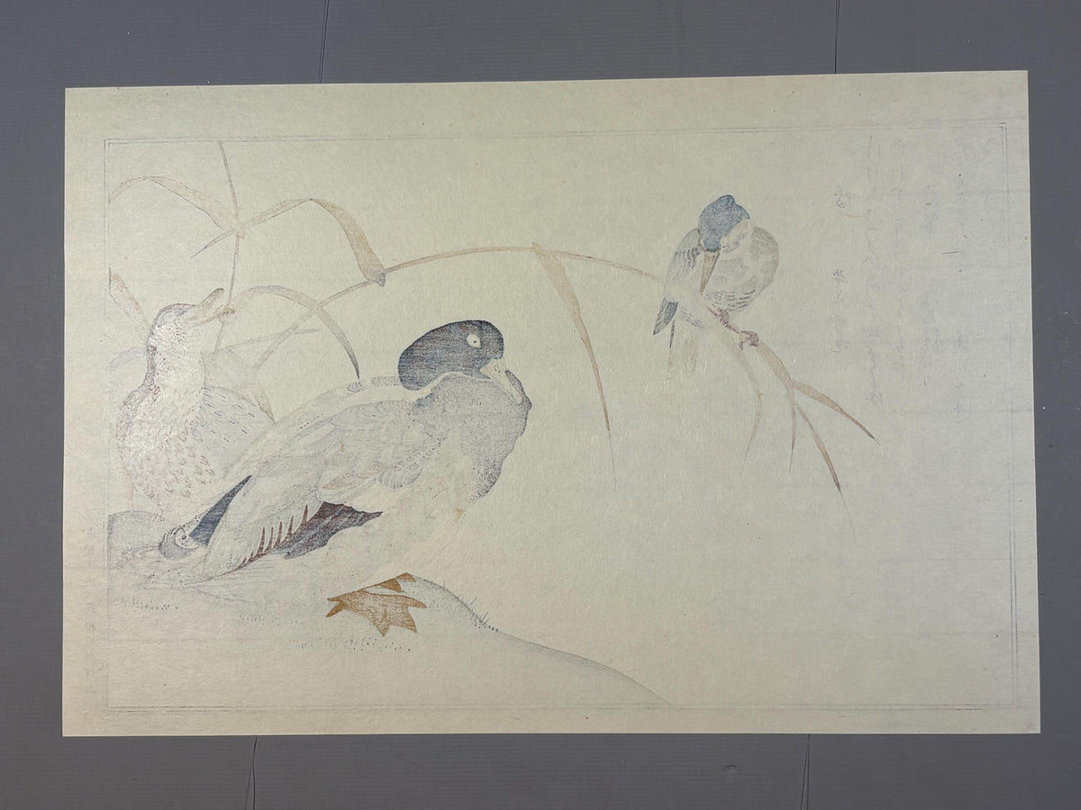 Japanese Ukiyo-e, woodblock print, Utamaro , "Duck and Kingfisher"