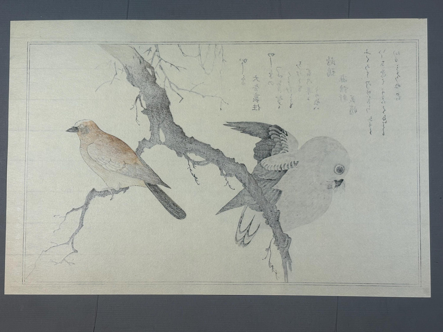 Japanese Ukiyo-e, woodblock print, Utamaro , "Eurasian Jay and Owl"