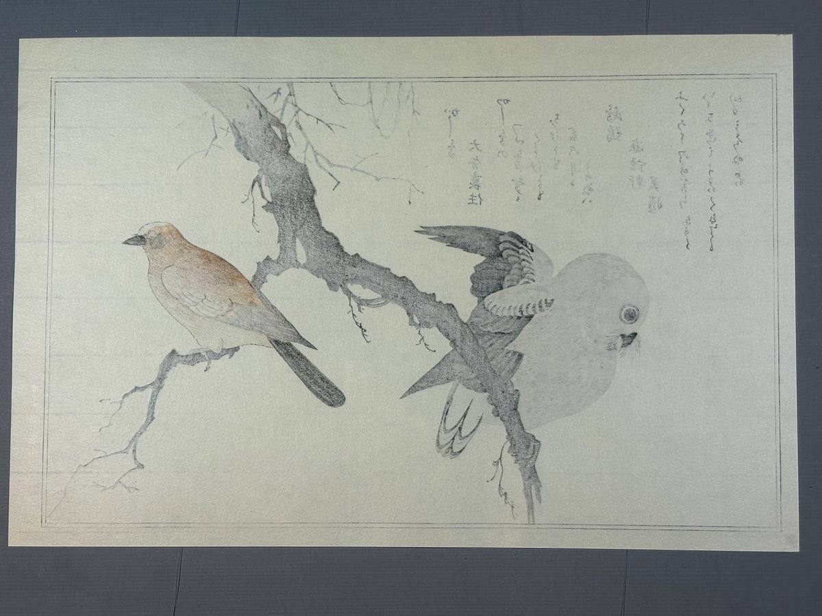 Japanese Ukiyo-e, woodblock print, Utamaro , "Eurasian Jay and Owl"