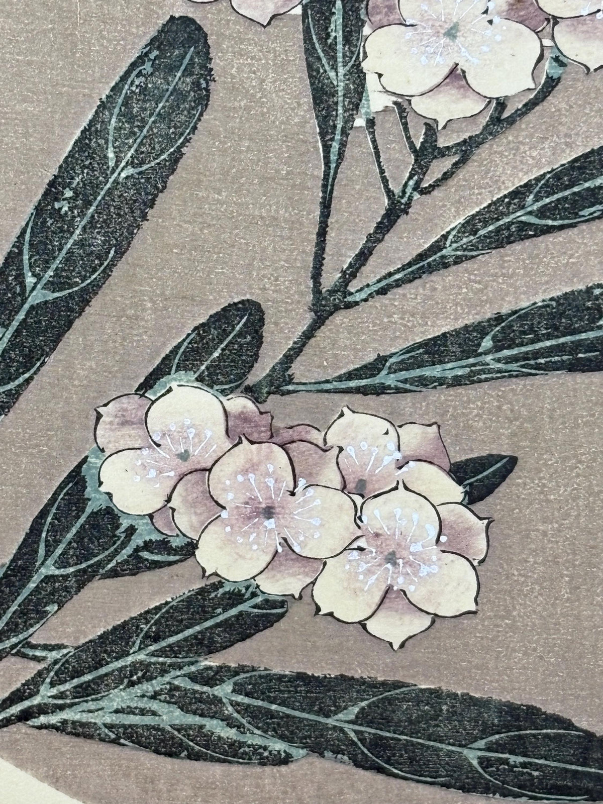 1908, Japanese antique woodblock print, Ito Jakuchu, "Oleander, from Jakuchu gafu"