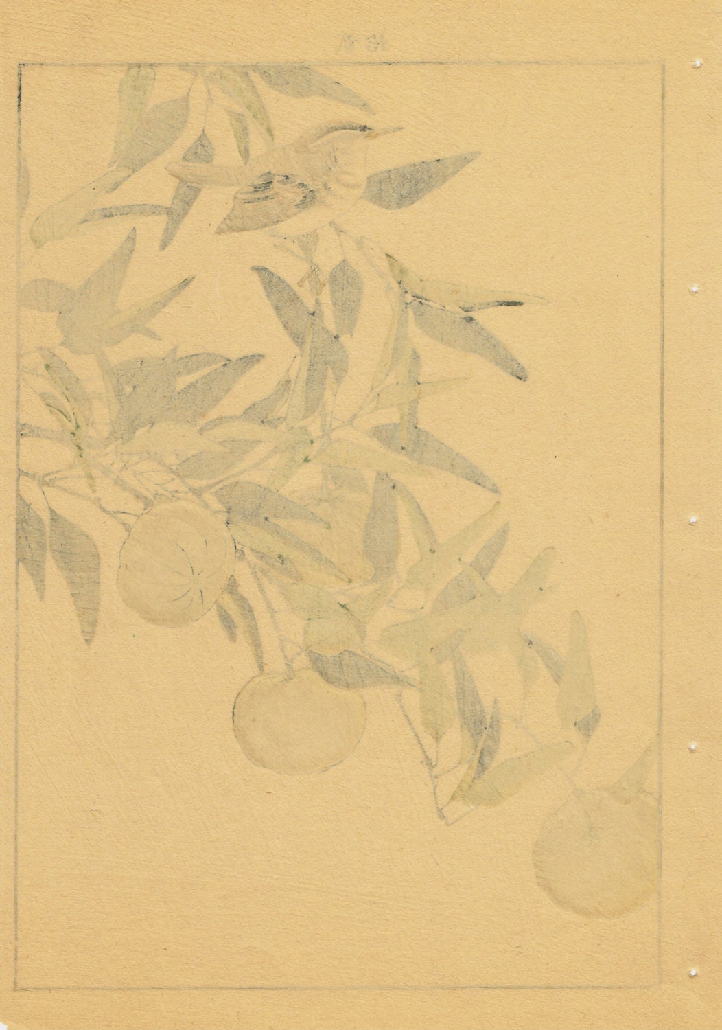 Japanese Antique Original Woodcut Print, Imao Keinen, "Citrus leiocarpa, Zitting Cisticola"