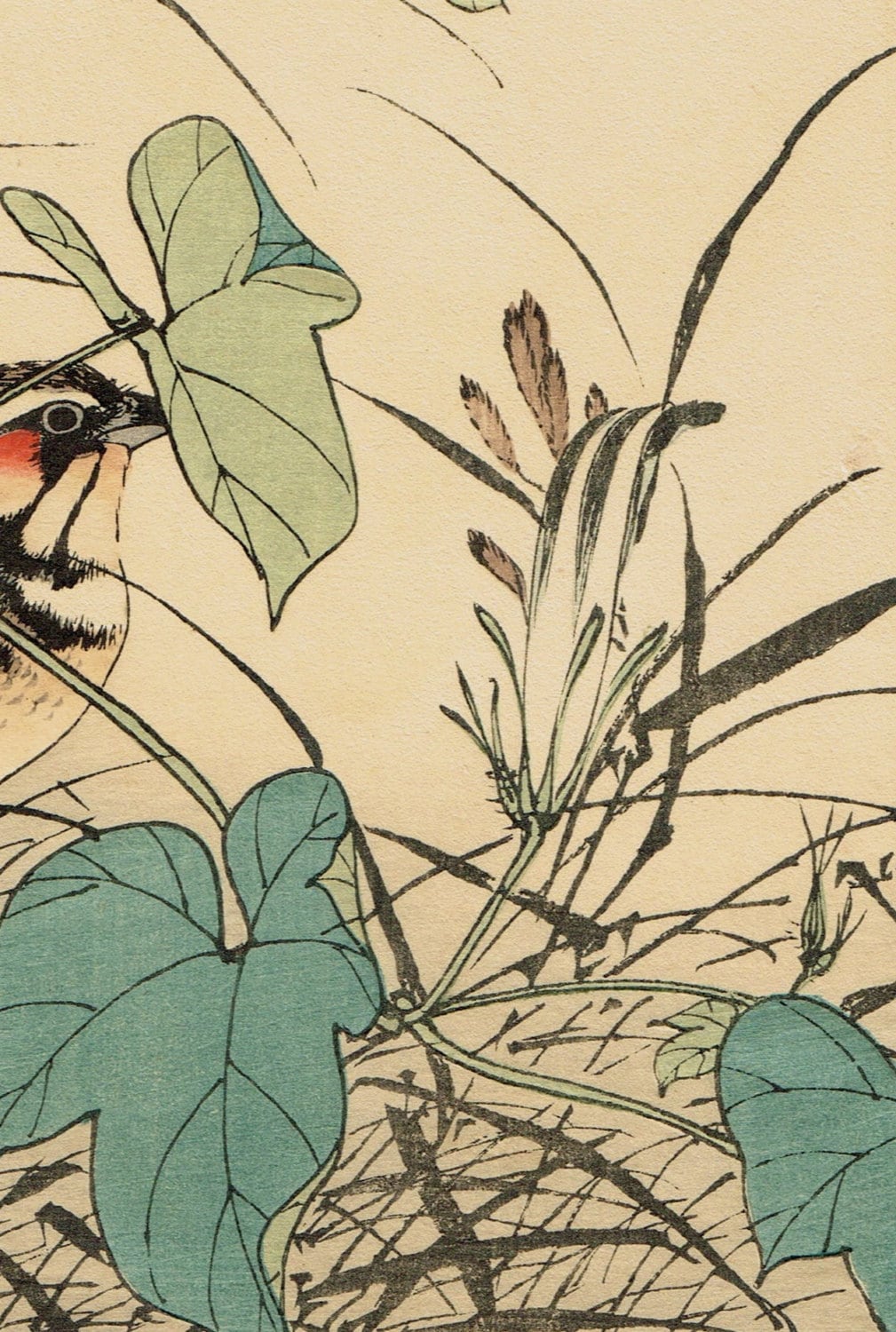 Japanese Antique Original Woodcut Print, Imao Keinen, "Japanese morning-glory, Chestnut-eared bunting"