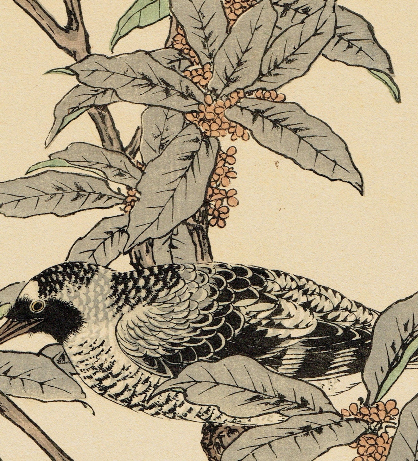 Japanese Antique Original Woodcut Print, Imao Keinen, "fragrant orange-colored olive, Warbler"