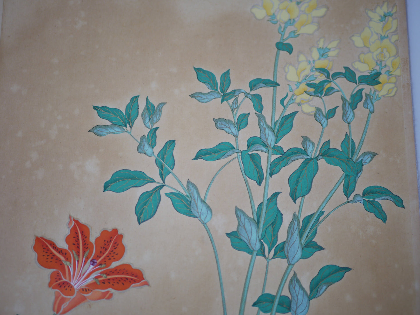 1931, Japanese antique woodblock print, Ogata Korin, "Album of Hundred Flowers by Artists of Rinpa School, star lily, lyreflower"