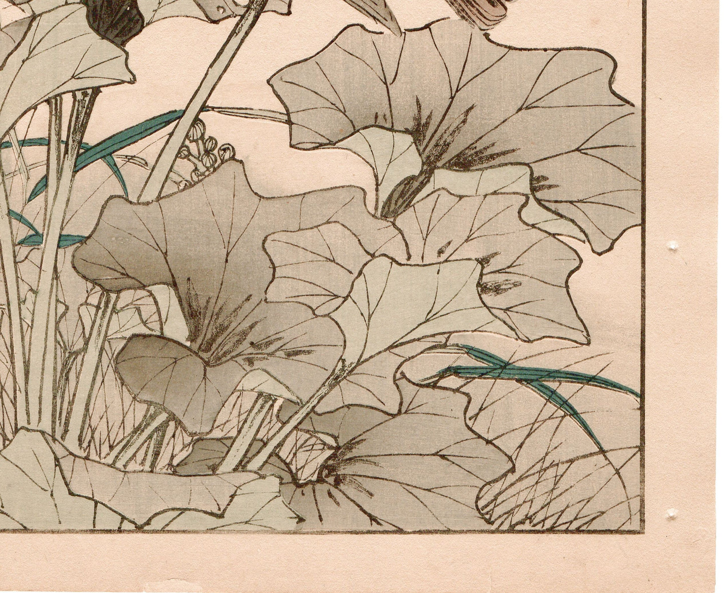 1892, Imao Keinen, "Farfugium japonicum, Meadow bunting"