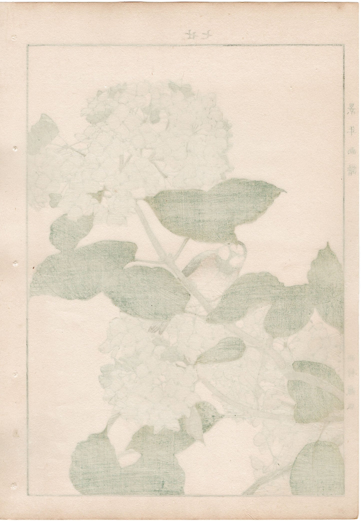 1892, Imao Keinen, "Hydrangea, Aizenkara"
