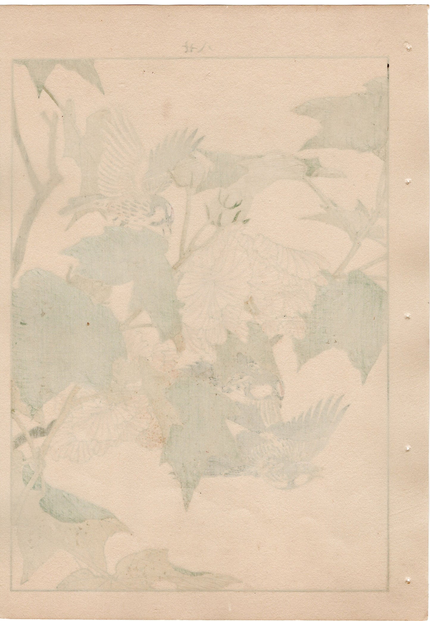 1892, Imao Keinen, "Cotton rosemallow, Common redpoll"