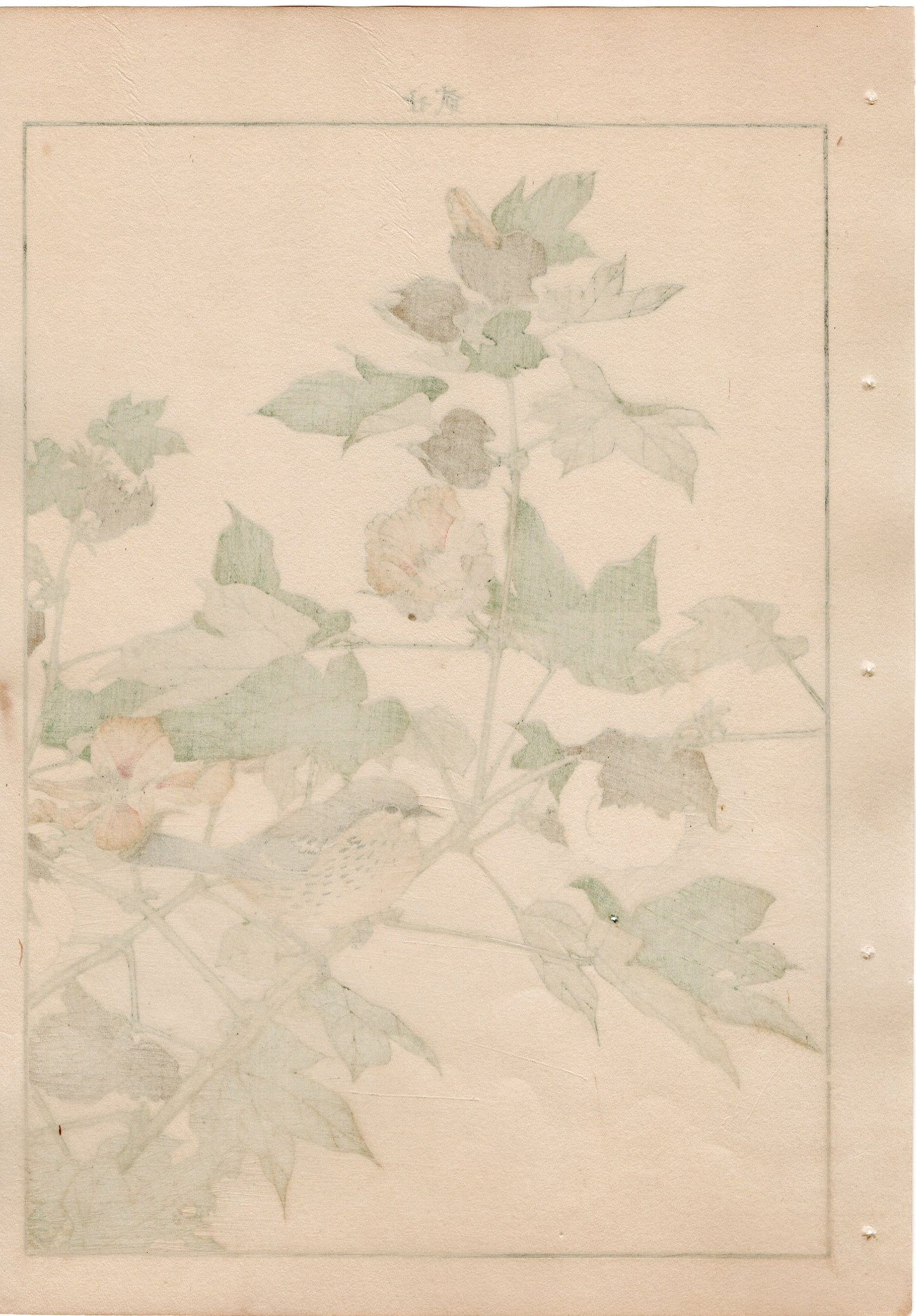 1892, Imao Keinen, "Cotton flower, Japanese accentor"