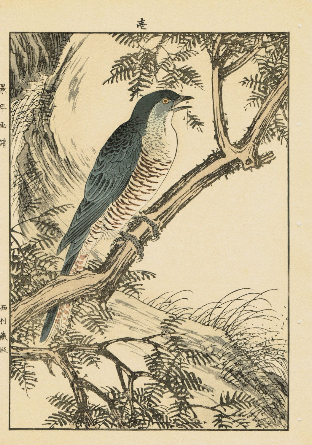1892, apanese Antique Original Woodcut Print, Imao Keinen, "Fir, Common cuckoo"