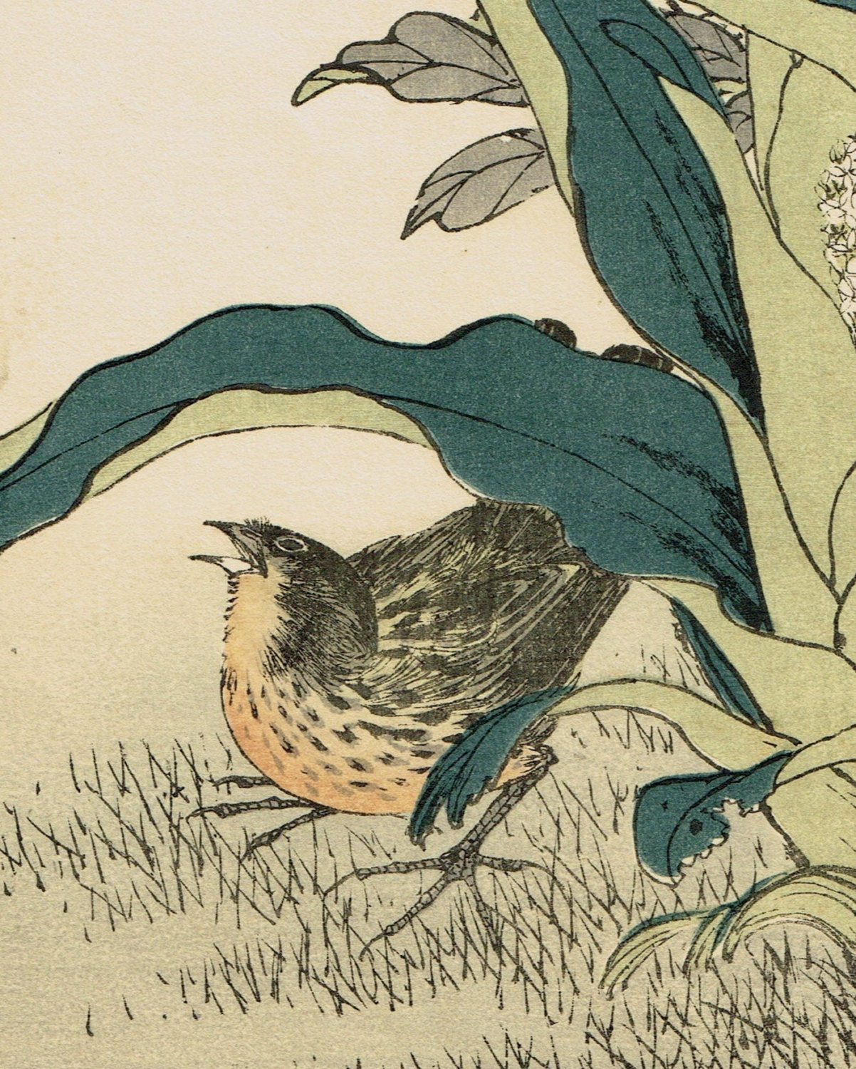 1892, Japanese Antique Original Woodcut Print, Imao Keinen, "Common gardenia, Rohdea, Gray bunting"